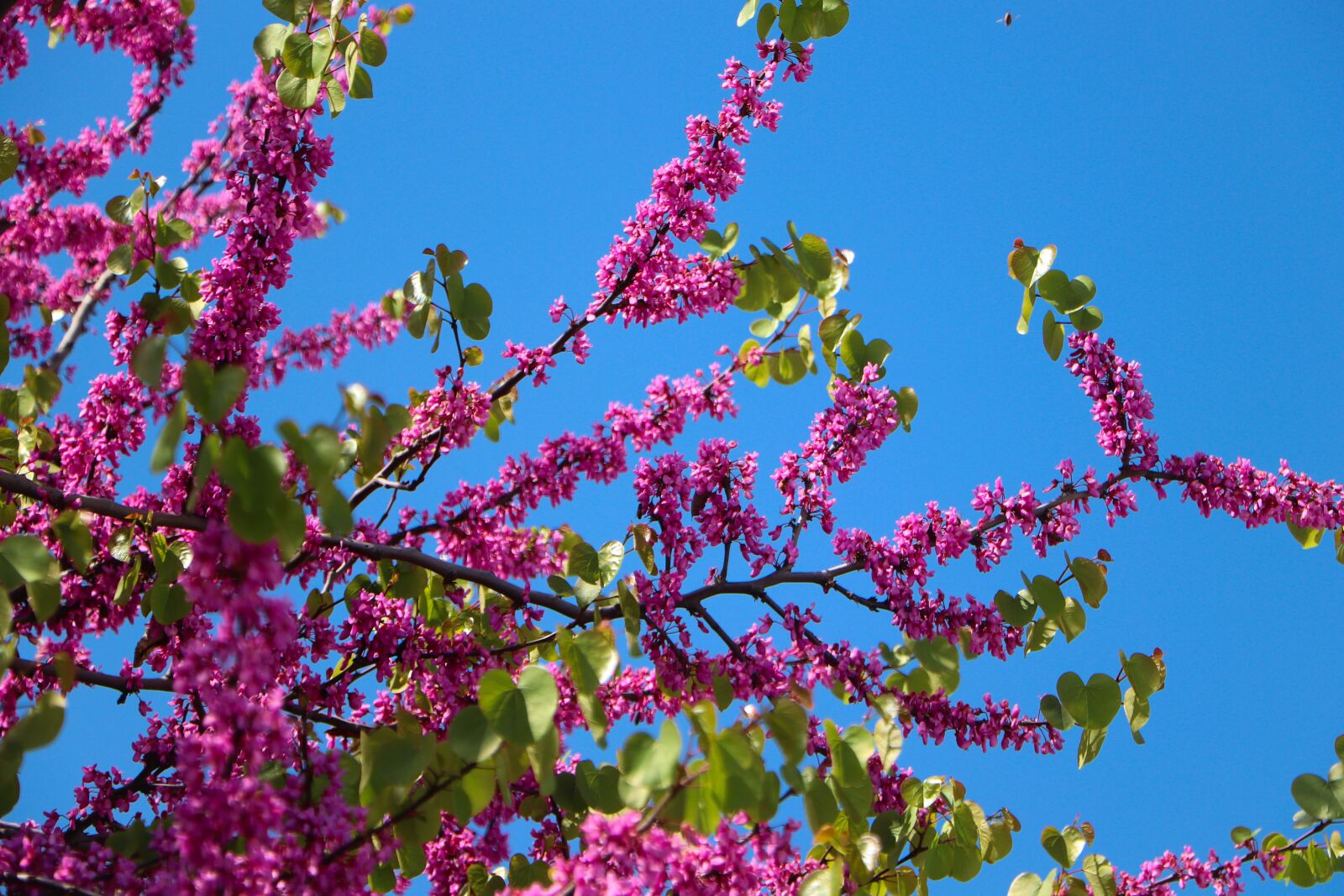 Canon EOS 77D (EOS 9000D / EOS 770D) sample photo. Flower, judas tree, nature photography
