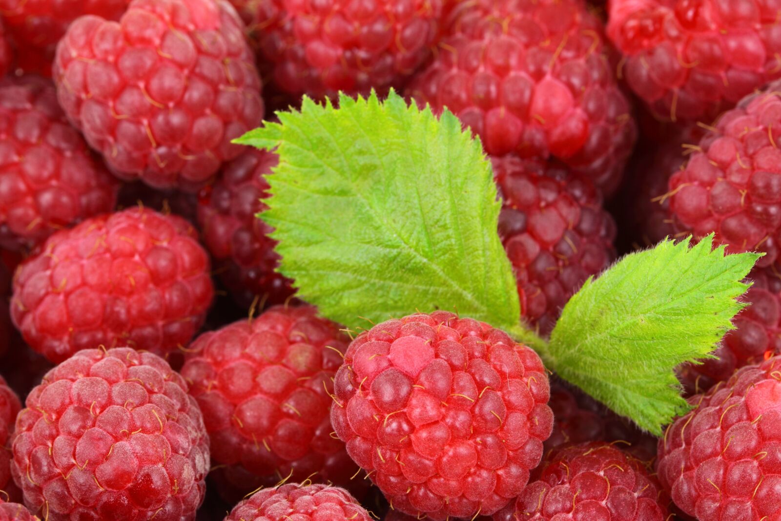 Canon EOS 50D sample photo. Red, raspberries, with, green photography