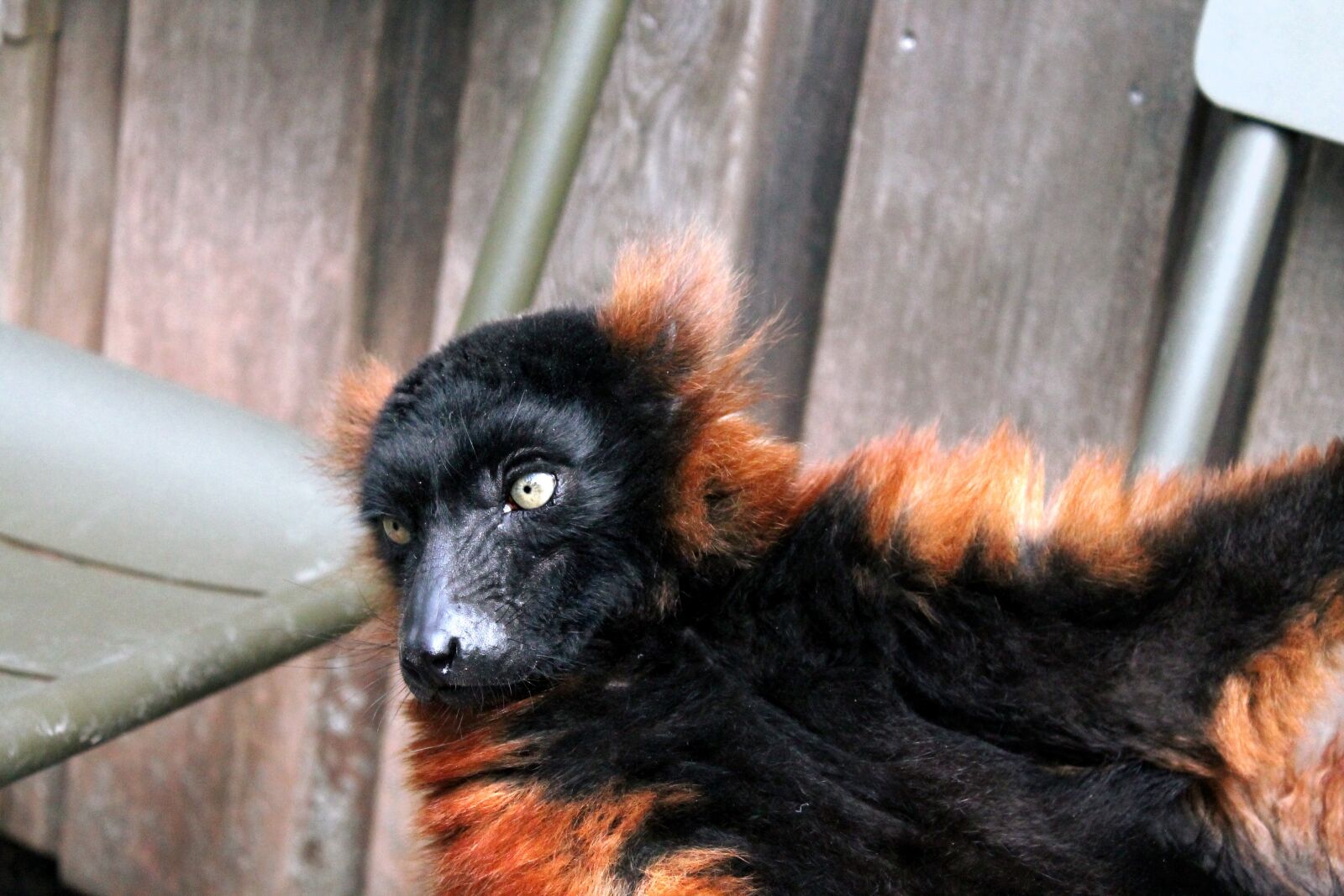 Canon EOS 1100D (EOS Rebel T3 / EOS Kiss X50) sample photo. Red ruffed lemur, rode photography