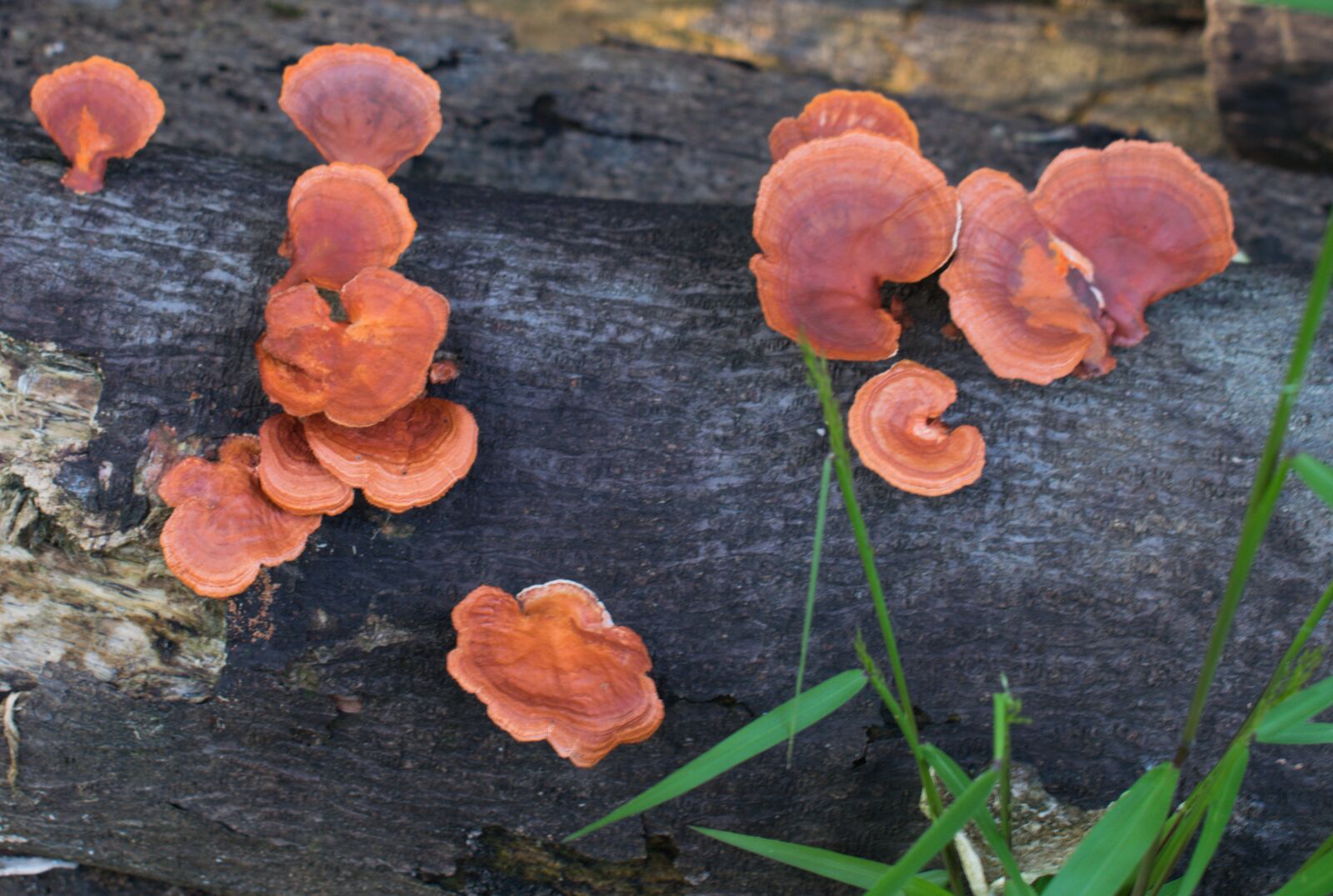 Nikon D3300 sample photo. Mushroom read, on wood photography