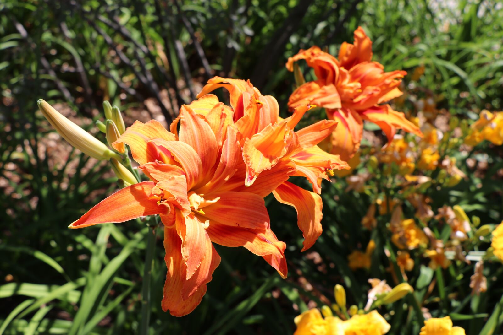 Canon EOS 80D sample photo. Flowers, orange, orange blossom photography