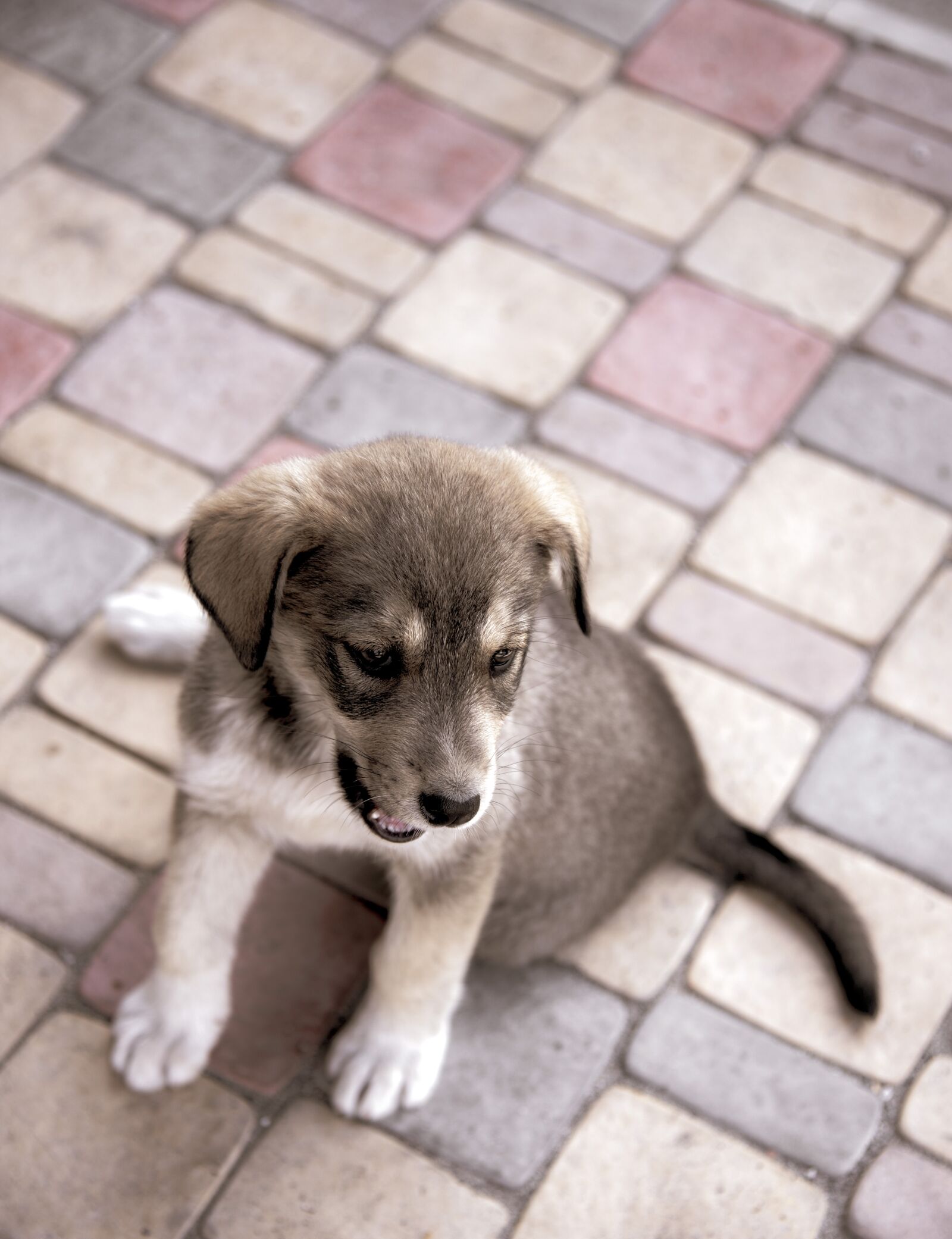 Nikon D750 sample photo. Puppy, dog, animals photography