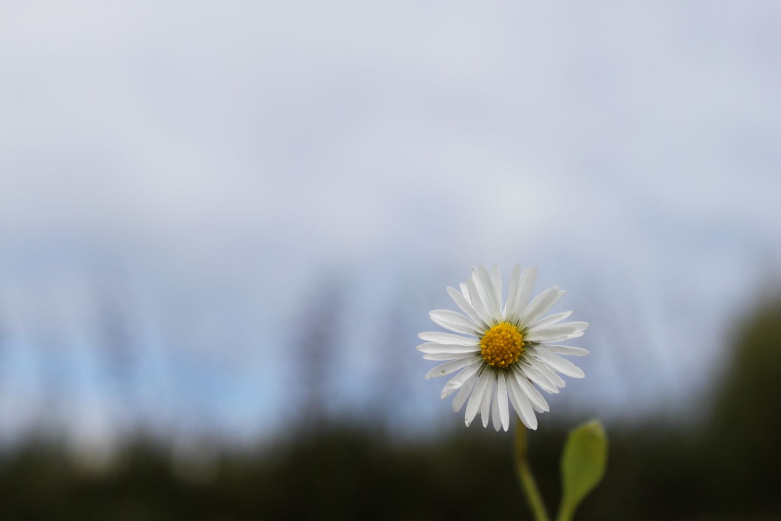 Canon EOS 500D (EOS Rebel T1i / EOS Kiss X3) sample photo. Daisy, nature, flower photography