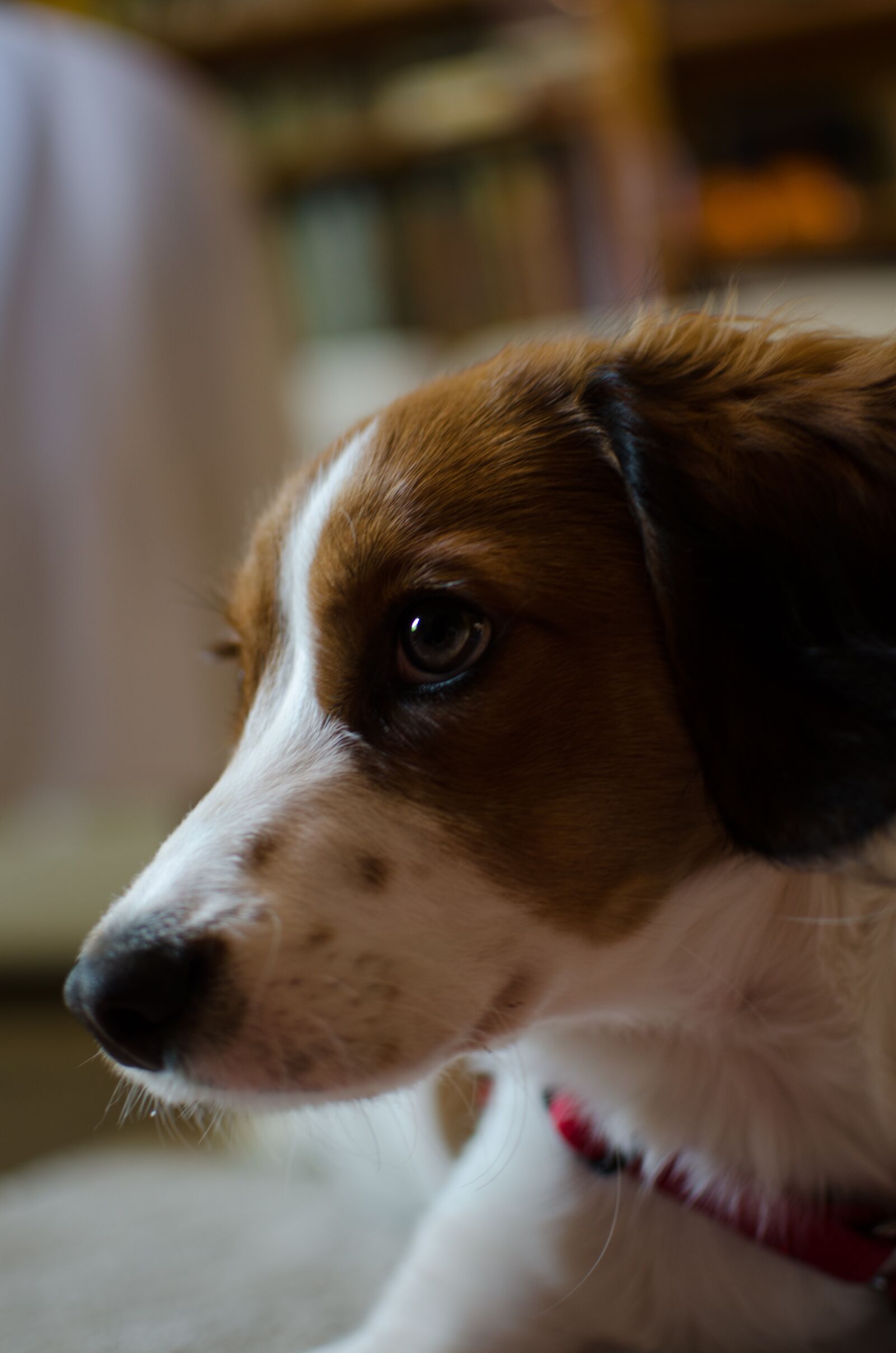 Nikon D7000 sample photo. Dog, pet, animal photography
