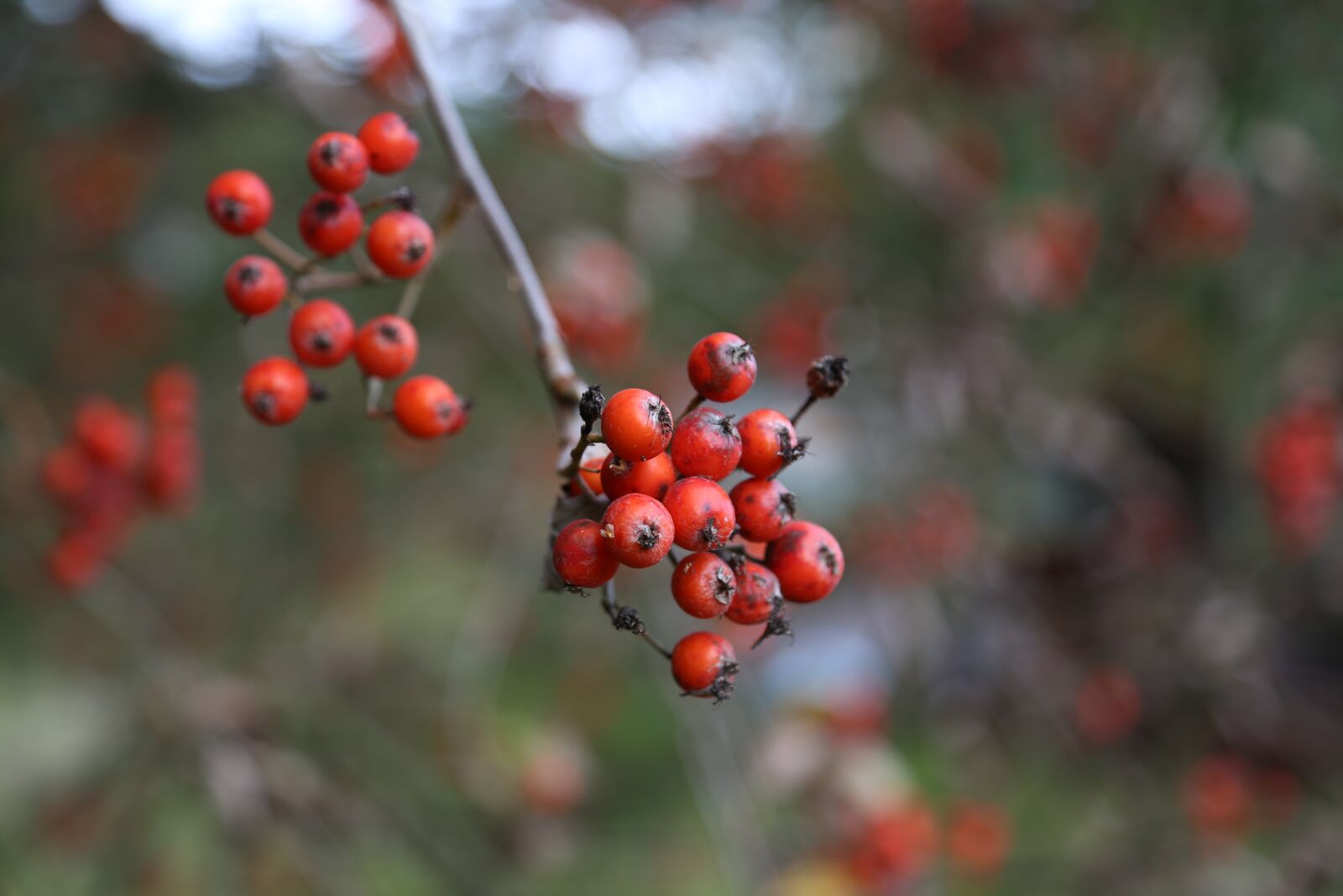 Canon EOS 6D + Canon EF 24-105mm F4L IS USM sample photo. Rowan, autumn, tree photography