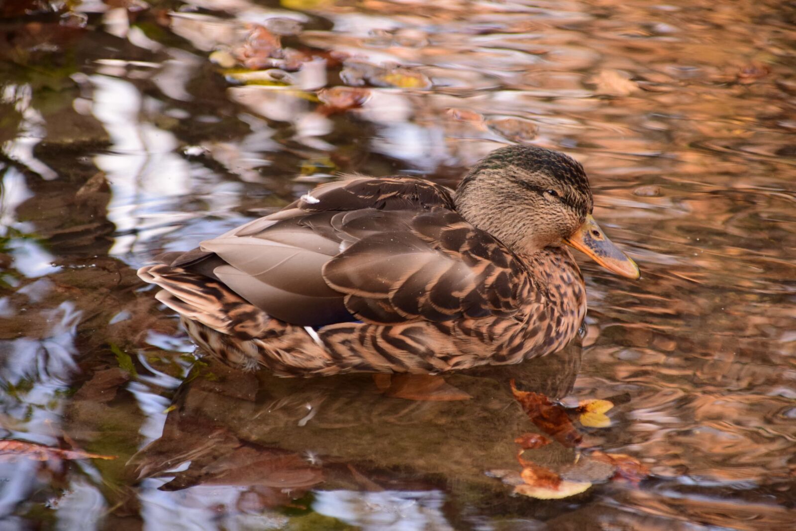 Nikon D3300 sample photo. Bird, wildlife, lake, water photography