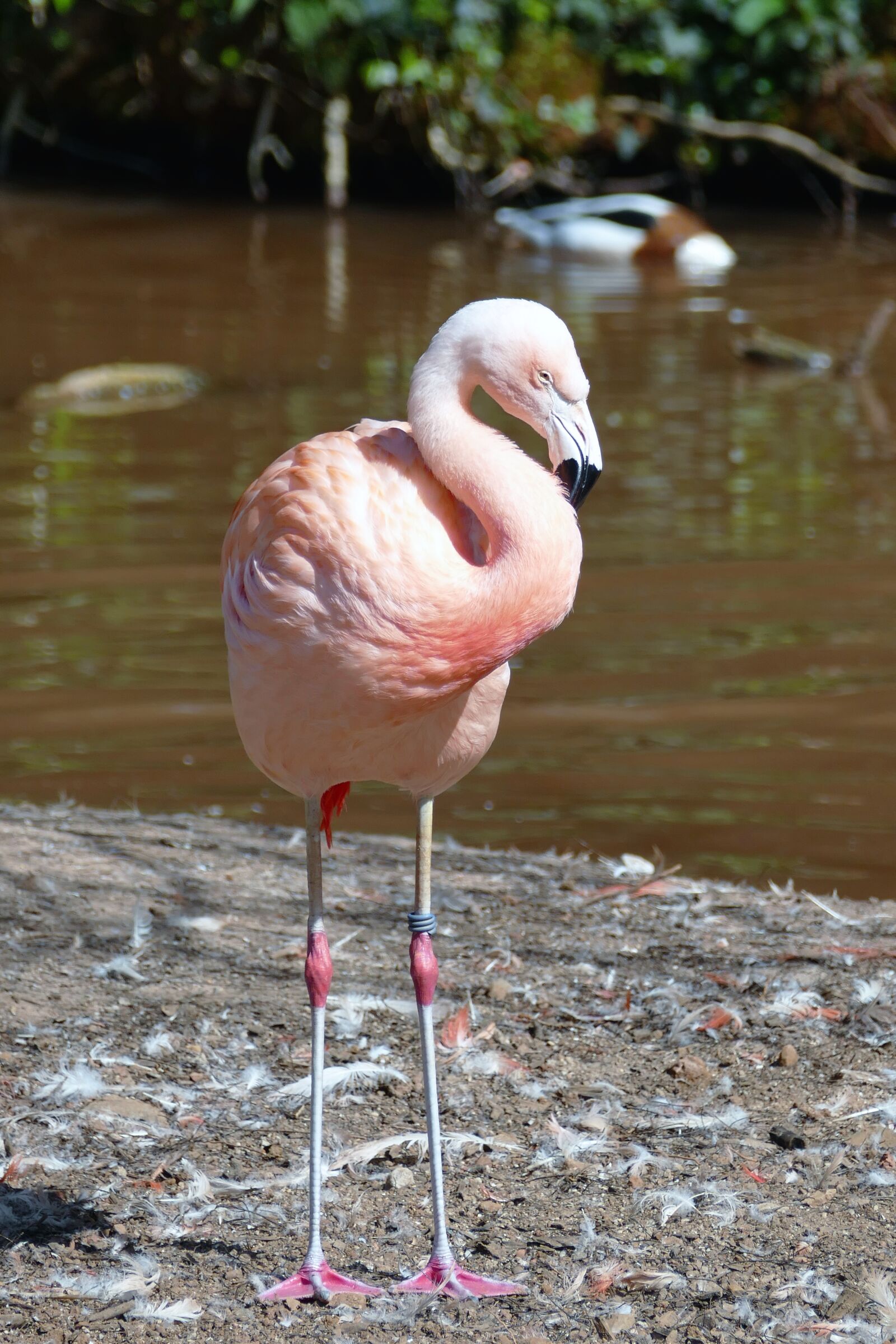 Panasonic Lumix DMC-FZ1000 sample photo. Bird, flamingo, nature photography