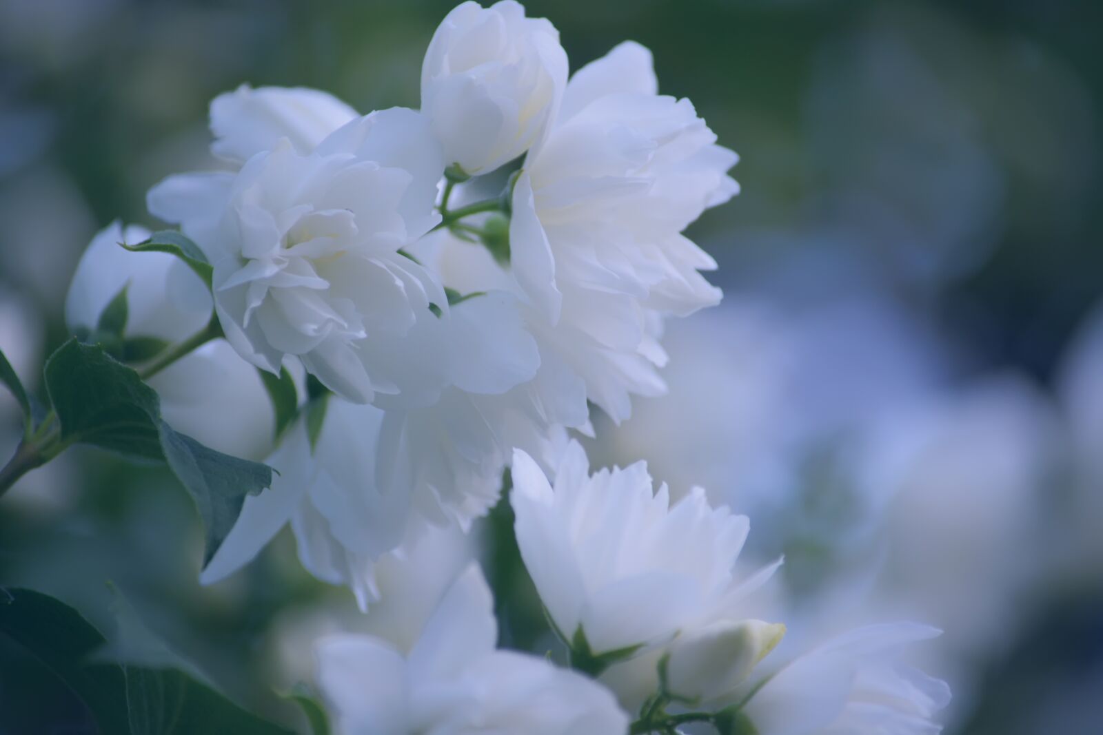 Nikon D5200 sample photo. Bush, spring, flowers photography