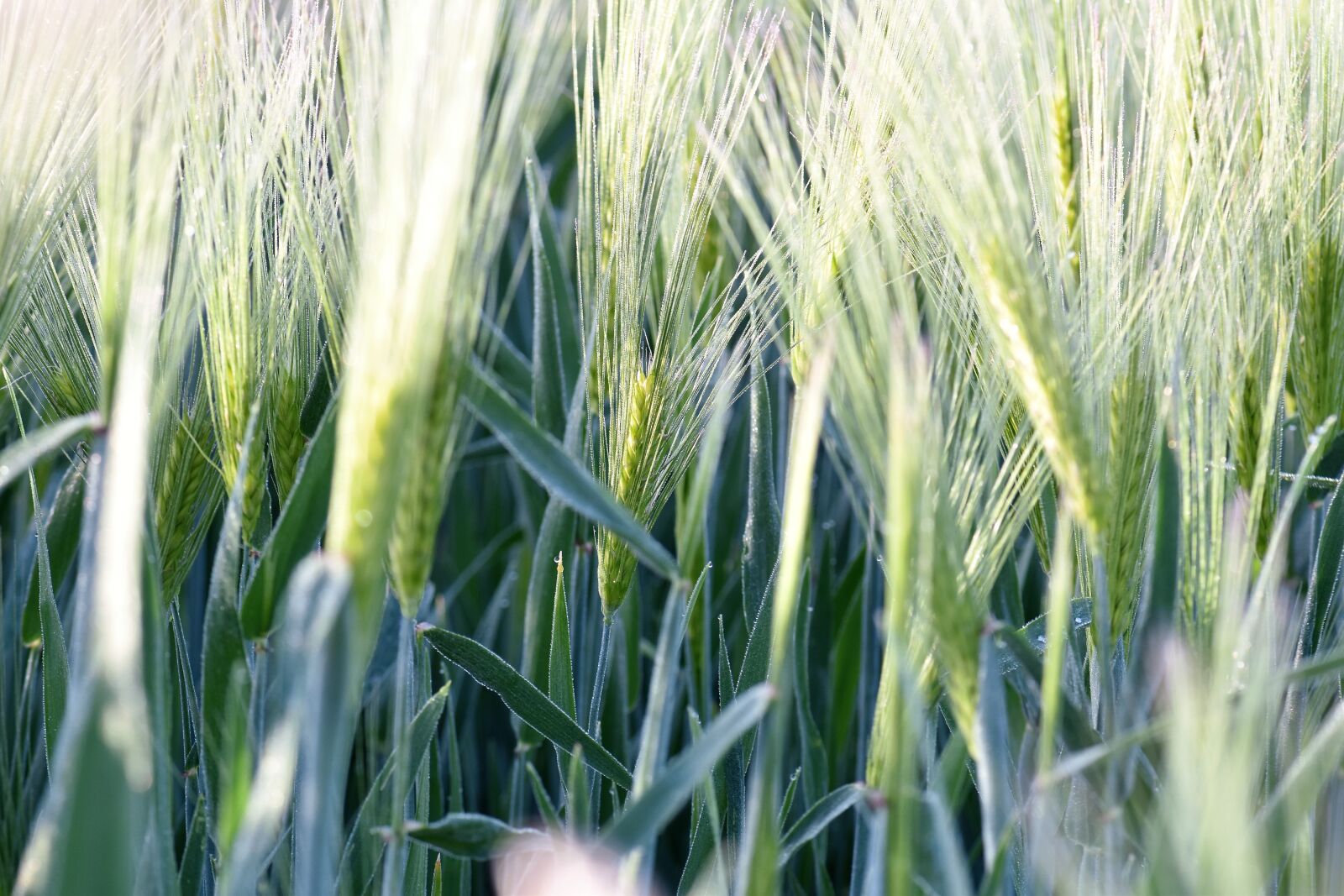 Nikon D5500 sample photo. Barley, field, arable photography