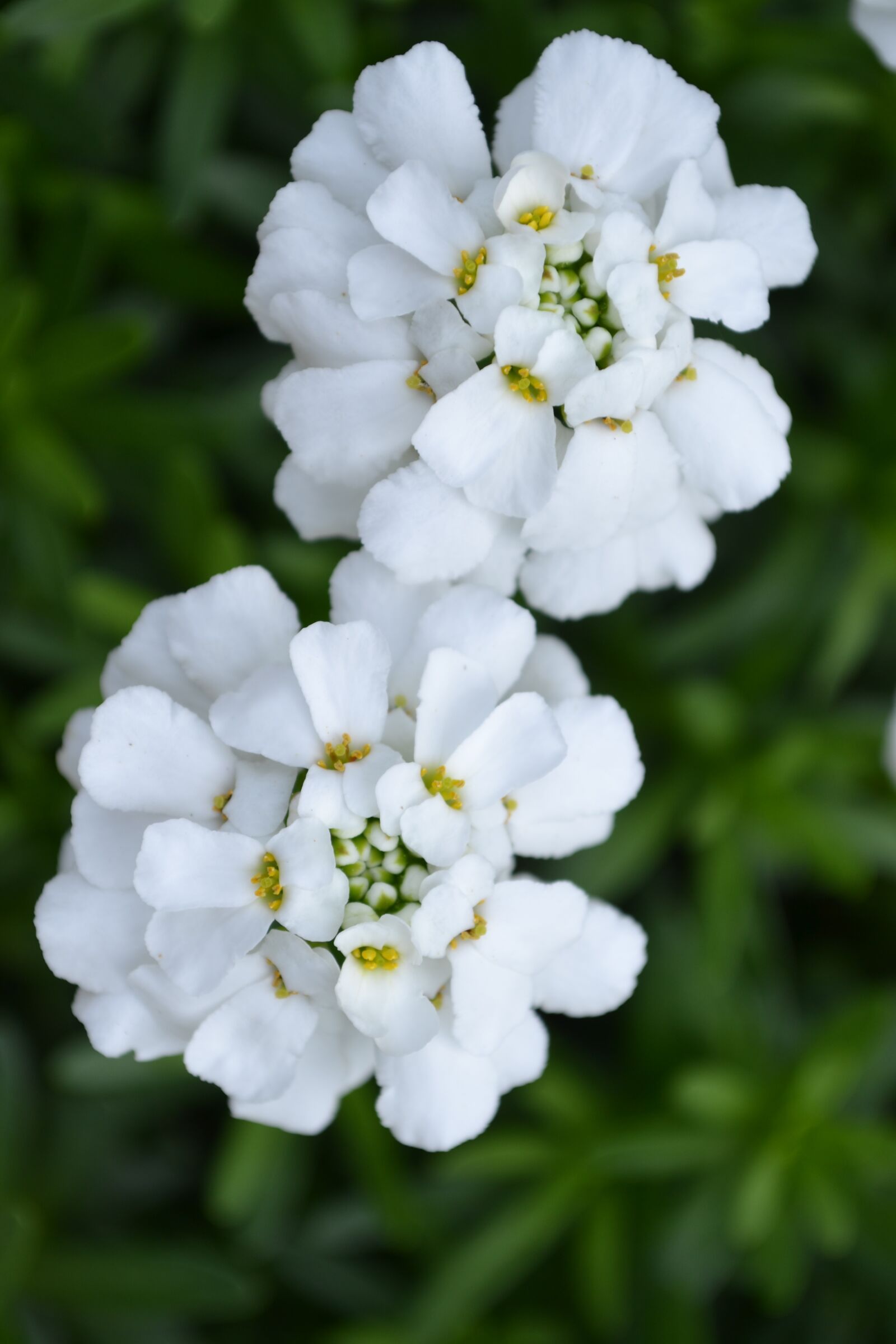 Nikon D3100 sample photo. Trash money, flowers, spring photography