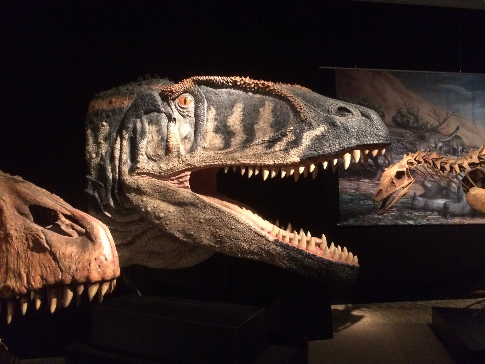 iPhone 5s back camera 4.15mm f/2.2 sample photo. Museum of natural history photography