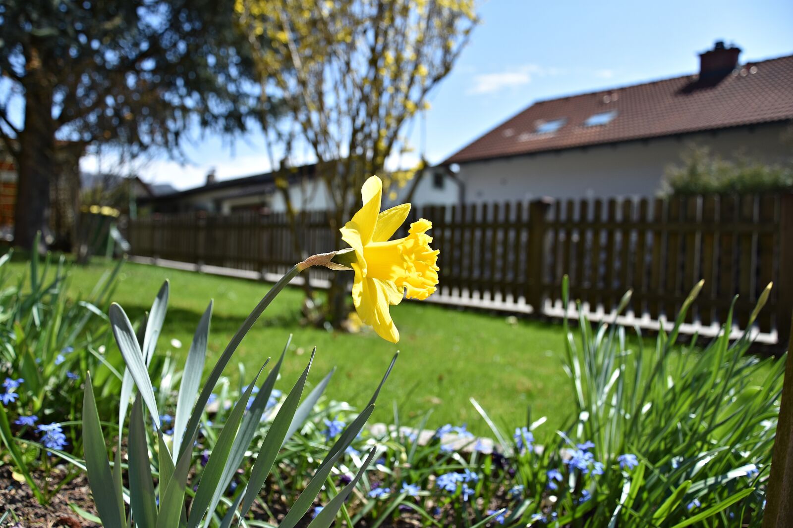 Nikon D3400 sample photo. Grass, nature, flower photography