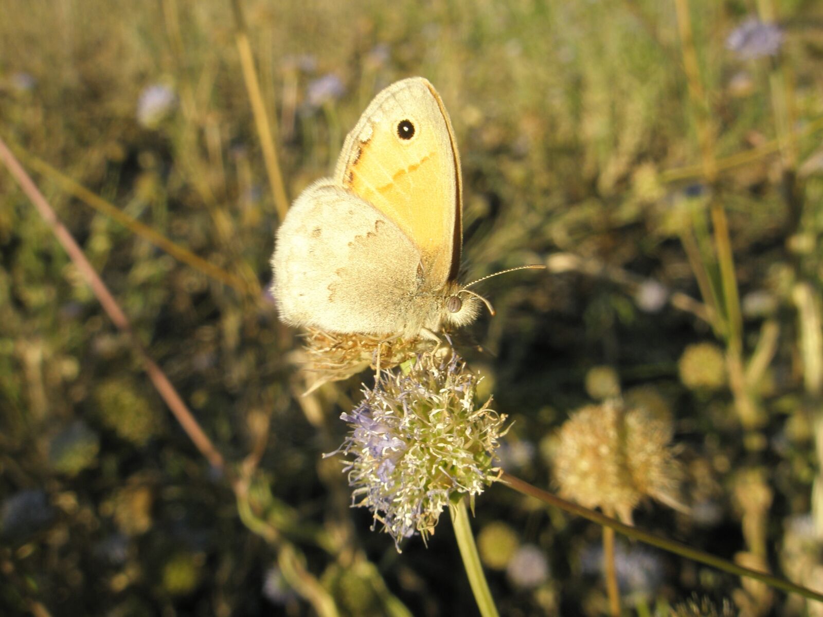 Olympus u820,S820 sample photo. Butterfly, insects, animals photography