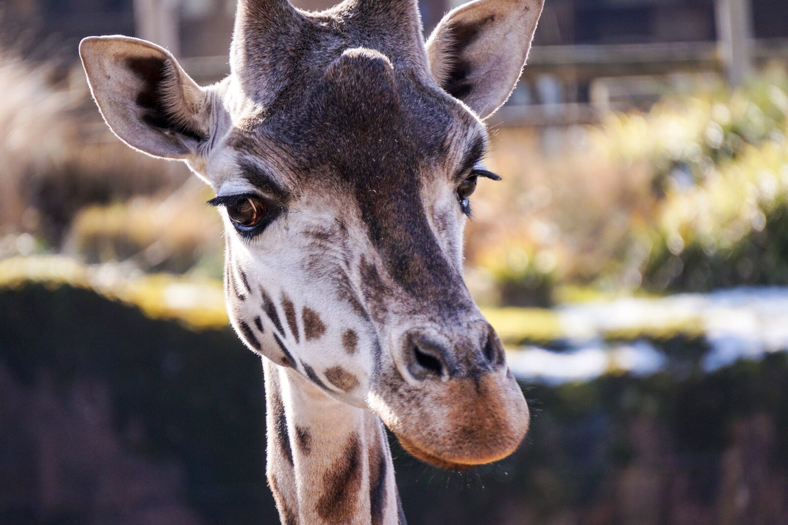 Sony E 55-210mm F4.5-6.3 OSS sample photo. Giraffe, zoo, netherlands photography