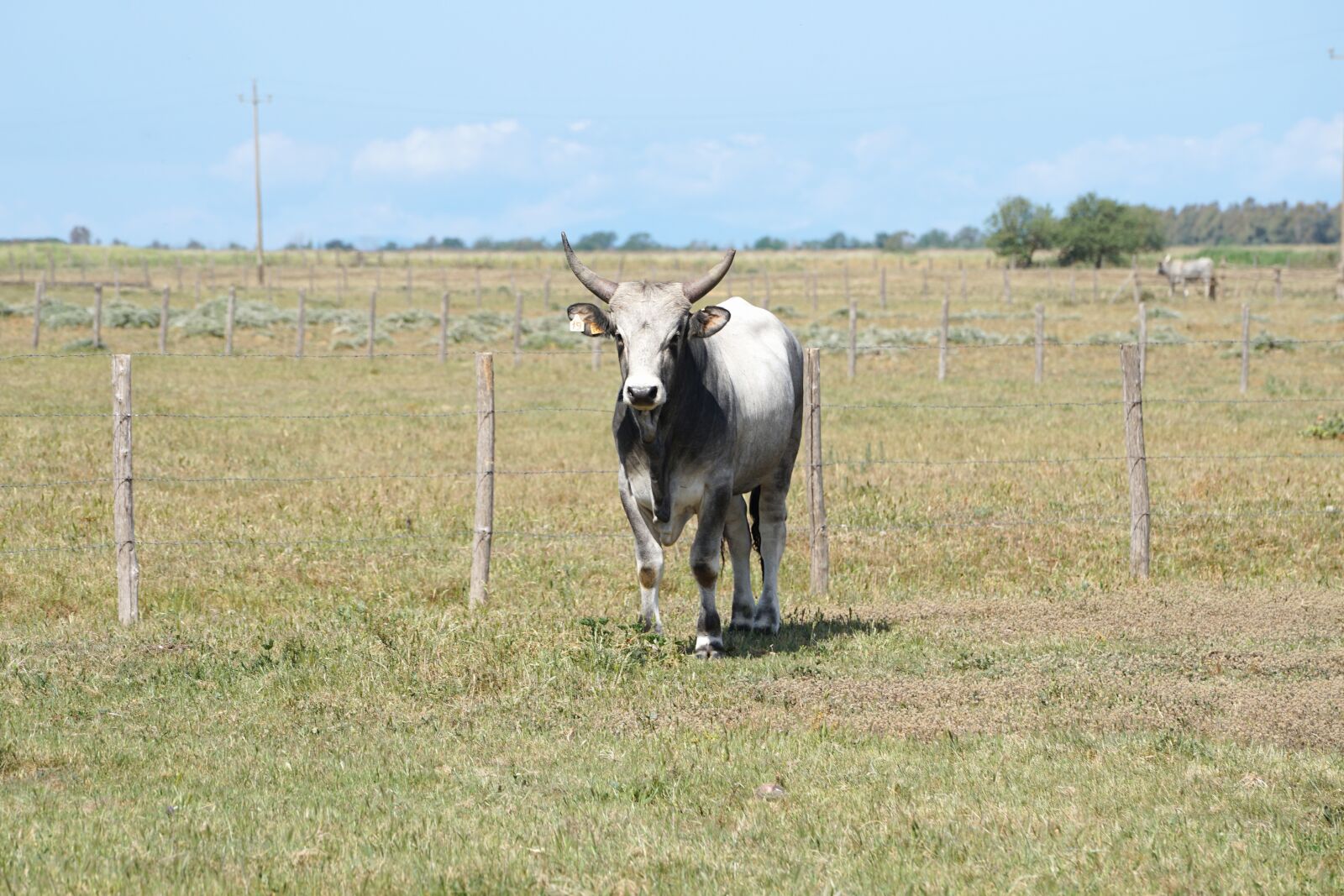 Sony a7 II + Sony FE 70-200mm F4 G OSS sample photo. National park, iltalien, beef photography