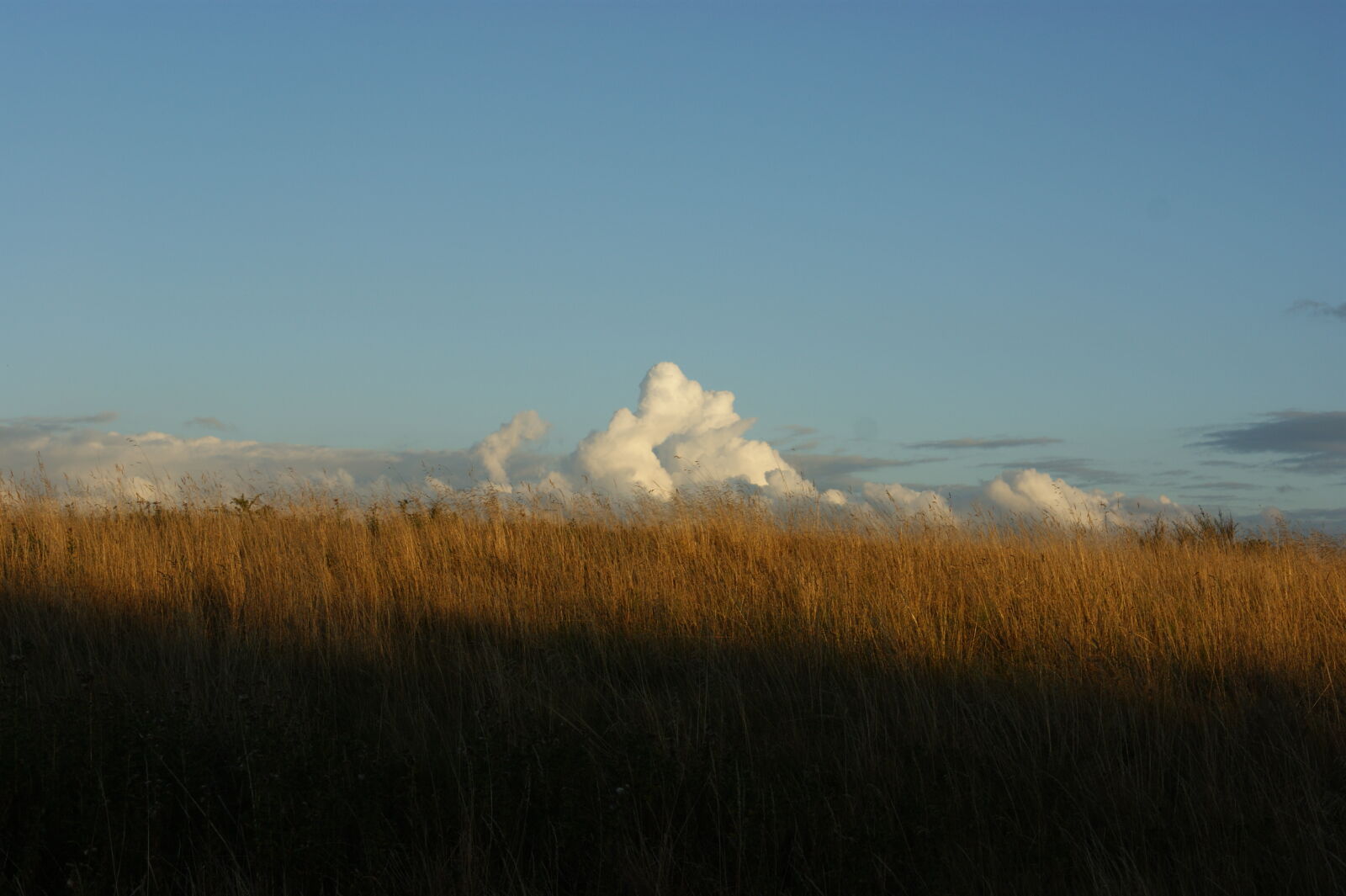 Sony Alpha DSLR-A390 sample photo