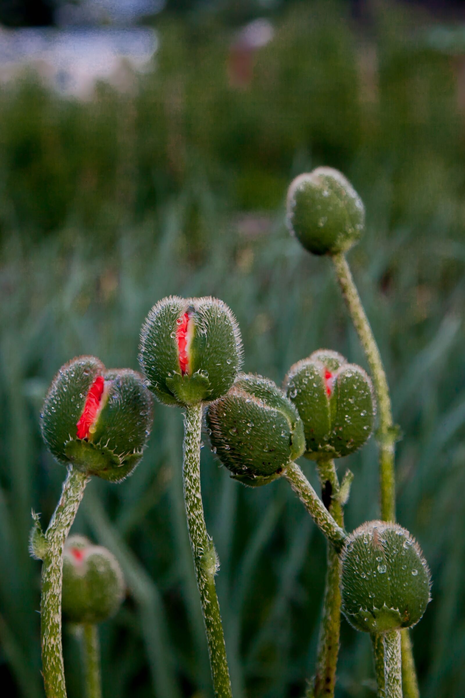 Canon EOS 5D Mark II sample photo. Mack, bud, summer flowers photography