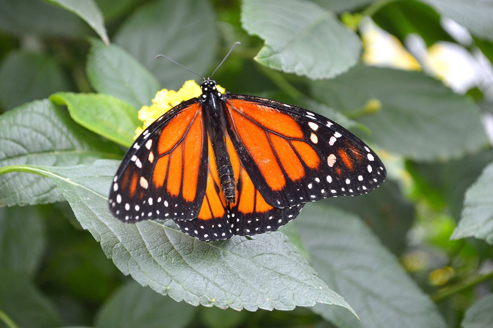 Nikon D3200 sample photo. Monarch butterfly, plant, leaf photography