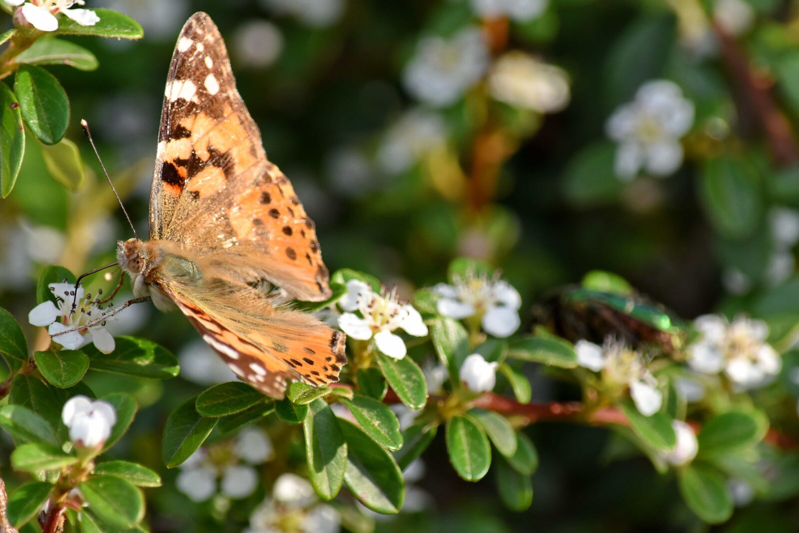Nikon D5500 sample photo. Arthropod, butterfly, butterfly plant photography