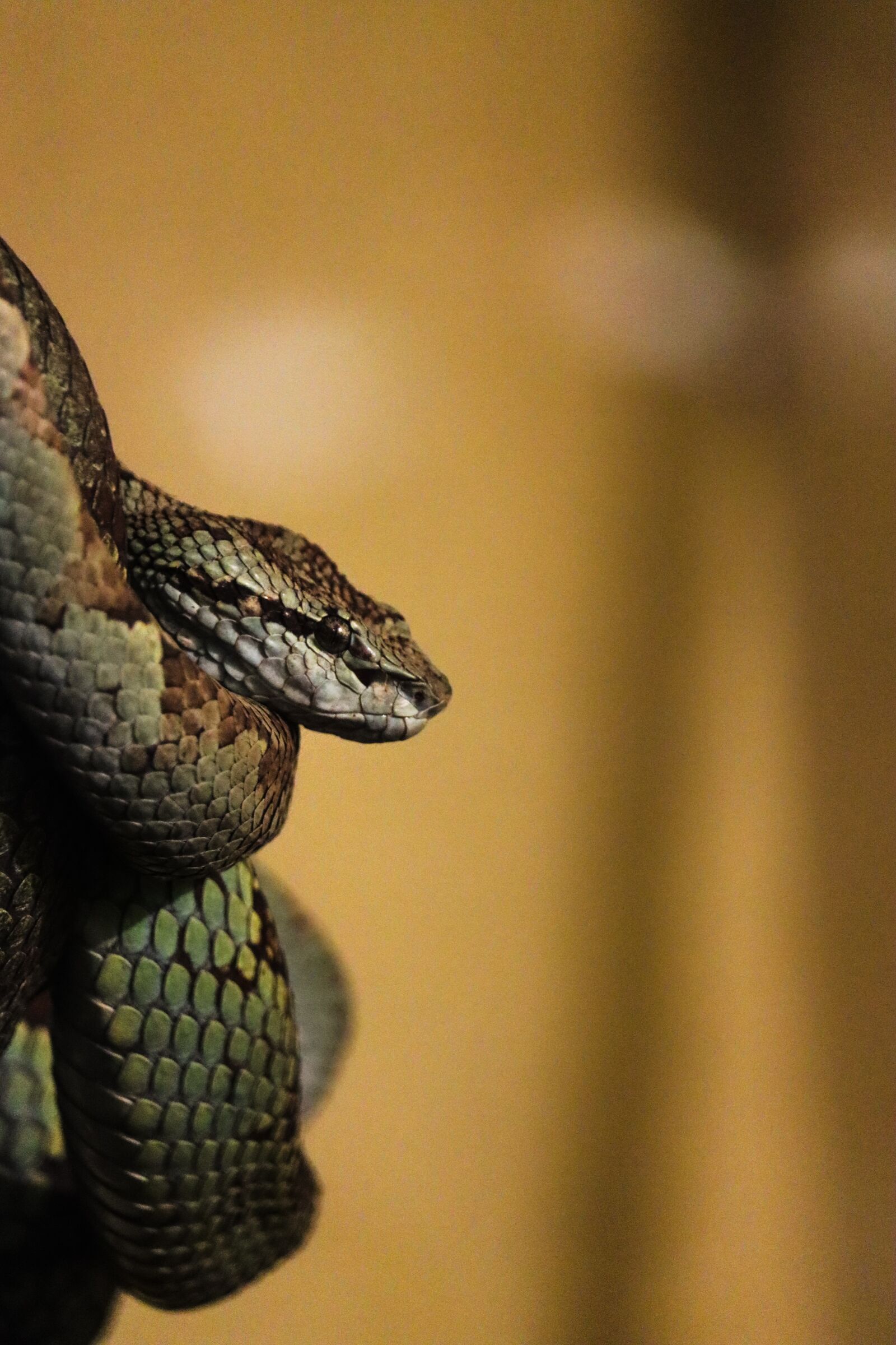 Canon EF-S 55-250mm F4-5.6 IS STM sample photo. Snake, fear, photo photography