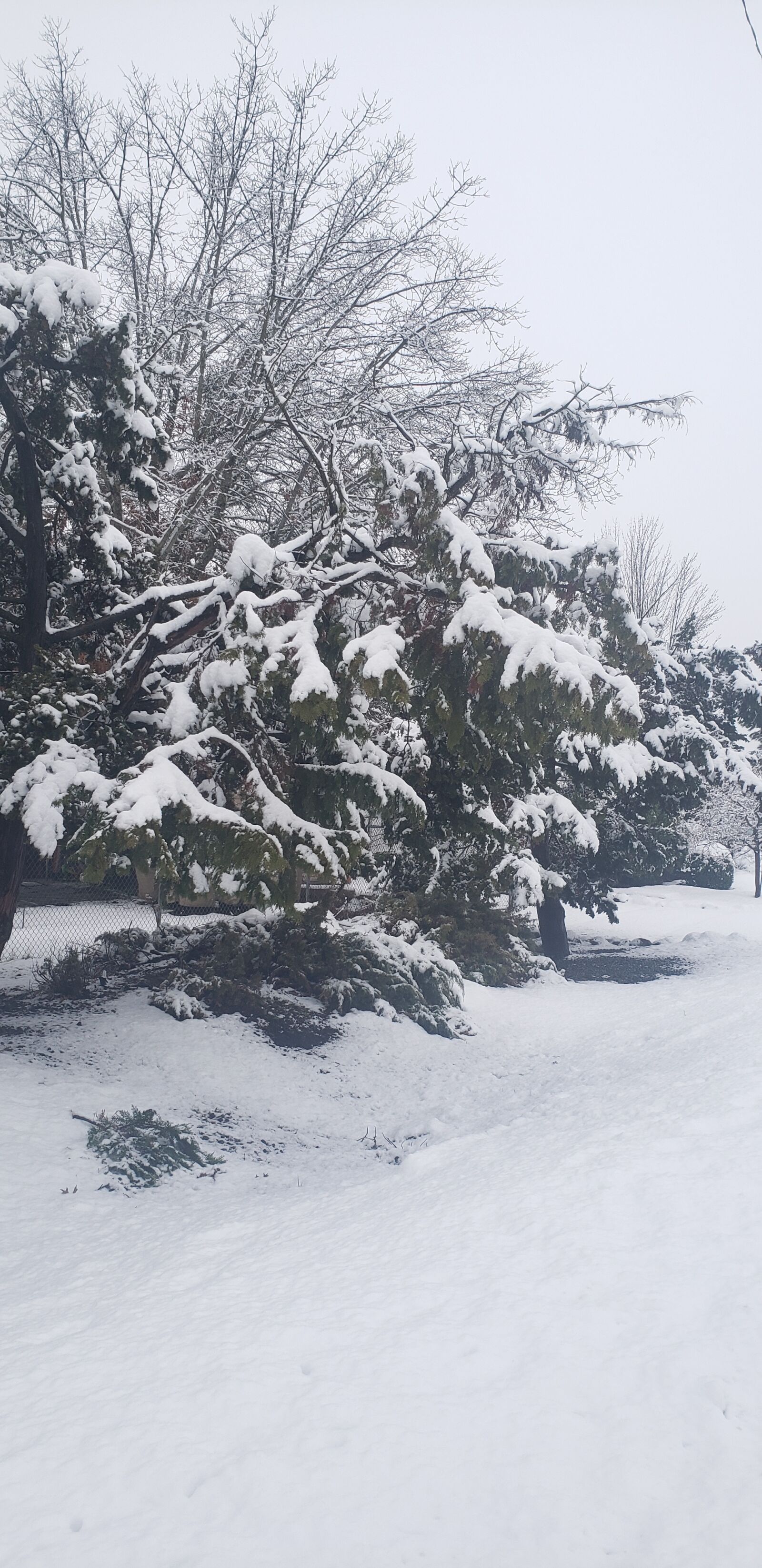 Samsung Galaxy S9 sample photo. Snow, winter, white photography