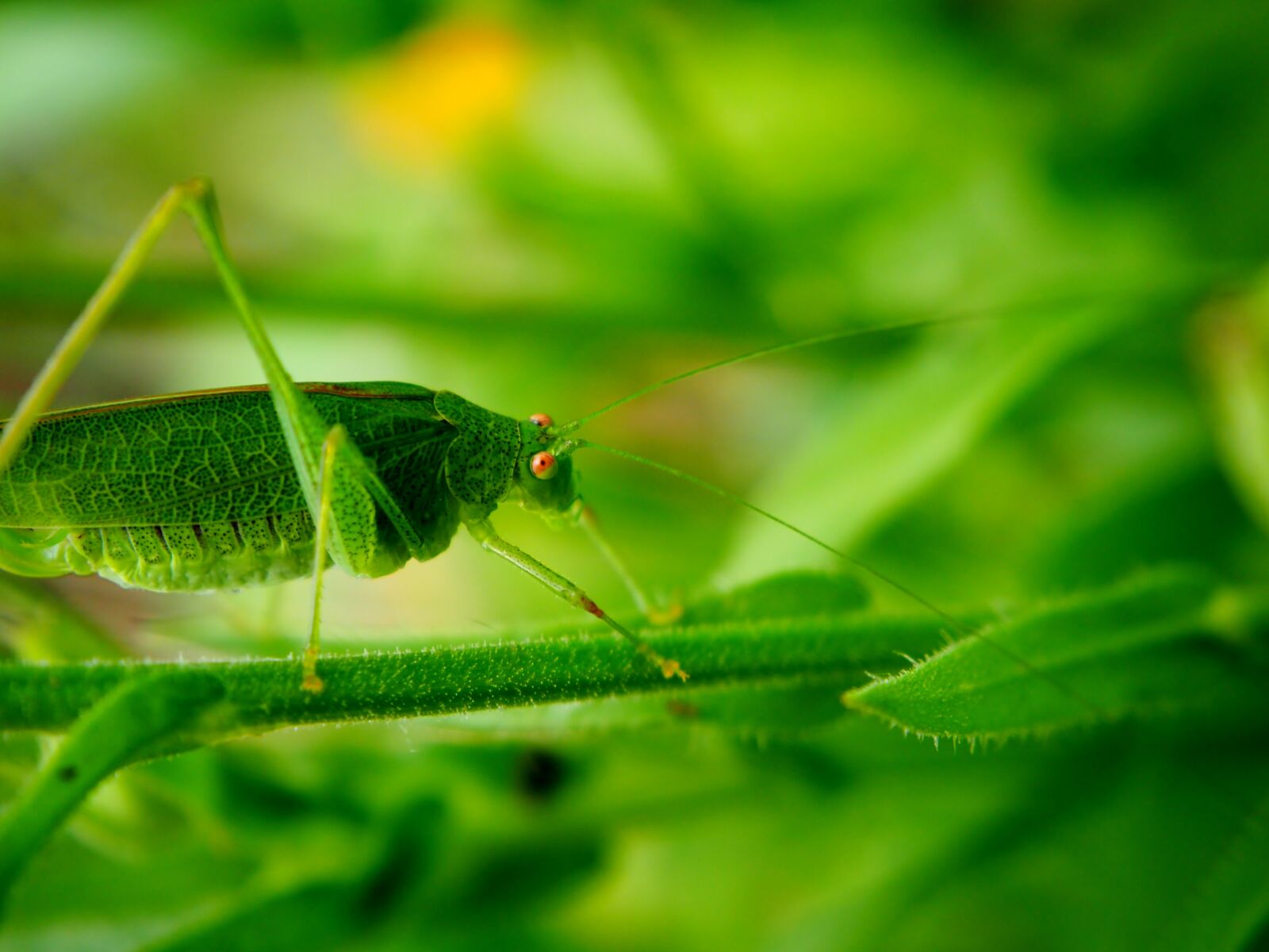 Olympus OM-D E-M10 sample photo. Grasshopper, garden, green photography