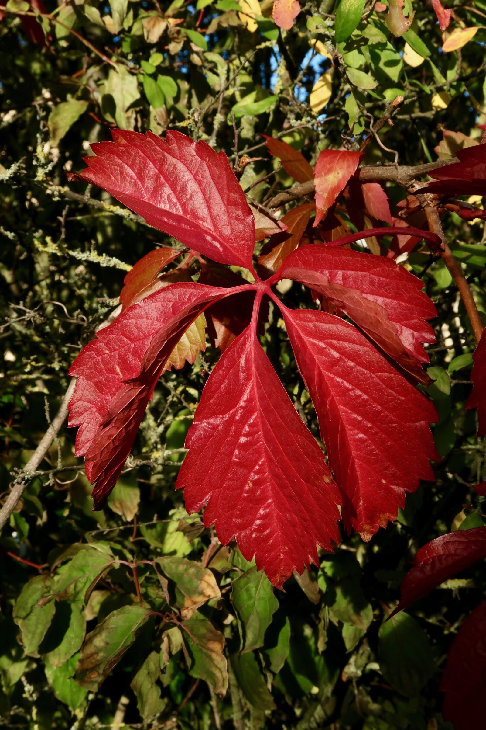 Canon PowerShot G7 X Mark II sample photo. Autumn, plant leaf, red photography