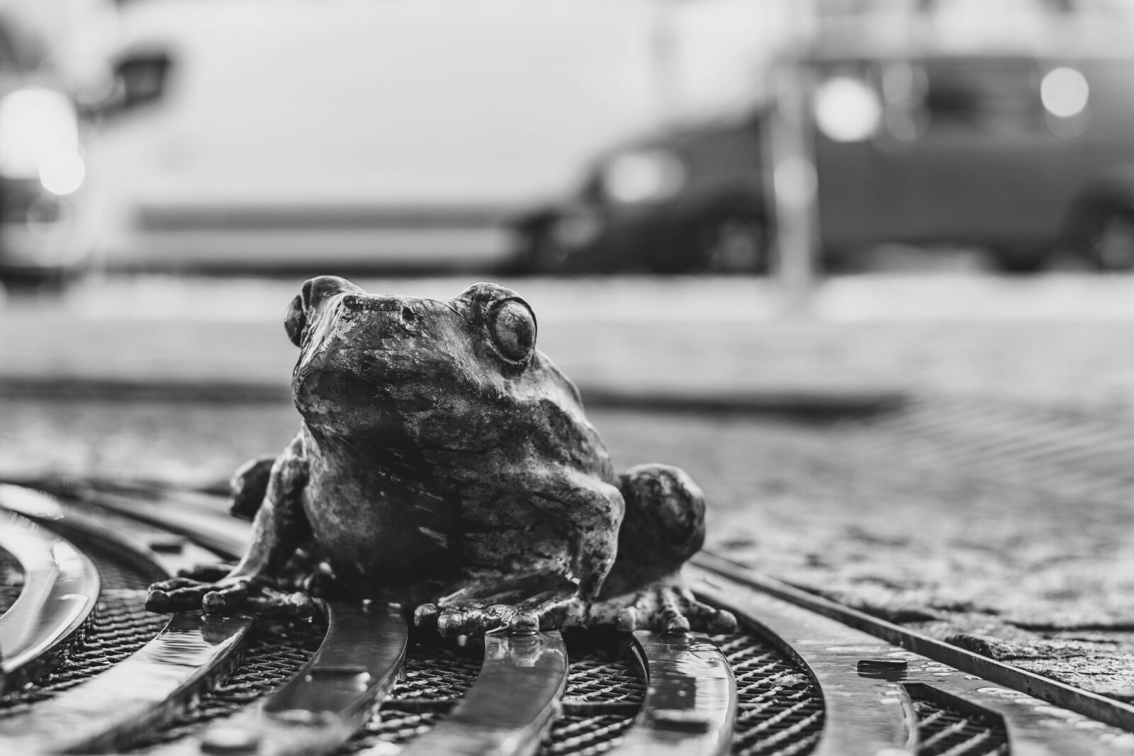 Nikon D5600 sample photo. Frog, brno czech republic photography