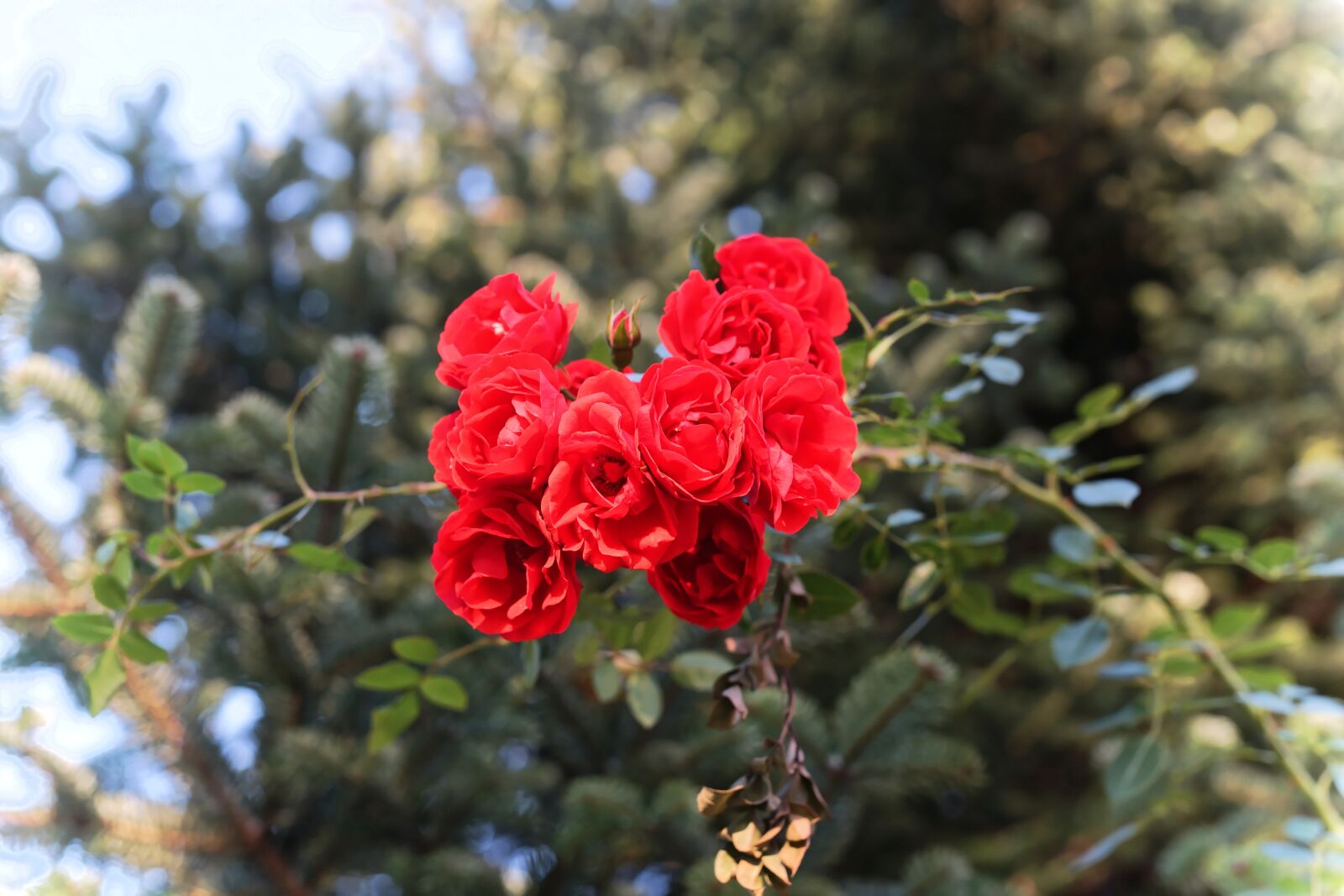 Sony a99 II + Minolta AF 50mm F1.4 [New] sample photo. Roses, red, flowers photography