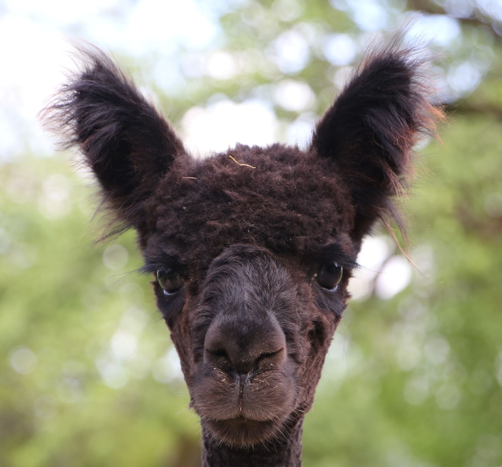 Canon EOS 6D sample photo. Alpaca, animal portrait, animal photography