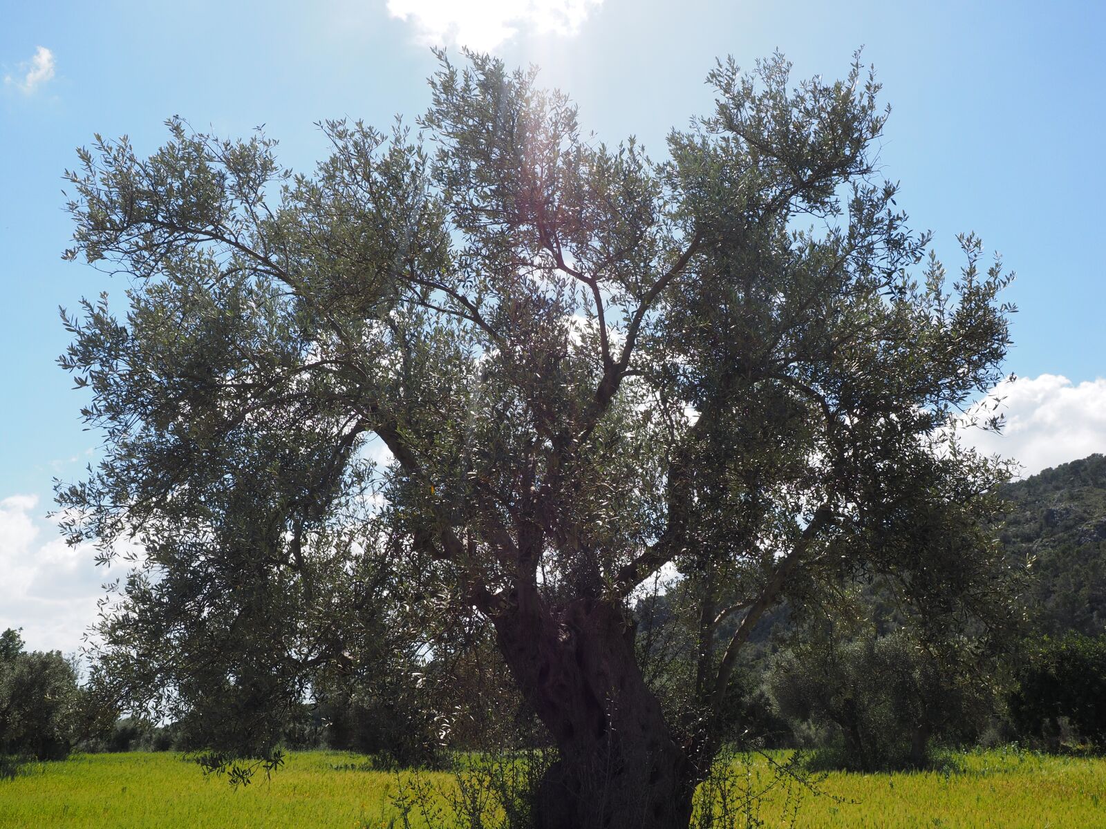 Olympus OM-D E-M1 + Olympus M.Zuiko Digital ED 12-40mm F2.8 Pro sample photo. Olive tree, olive plantation photography