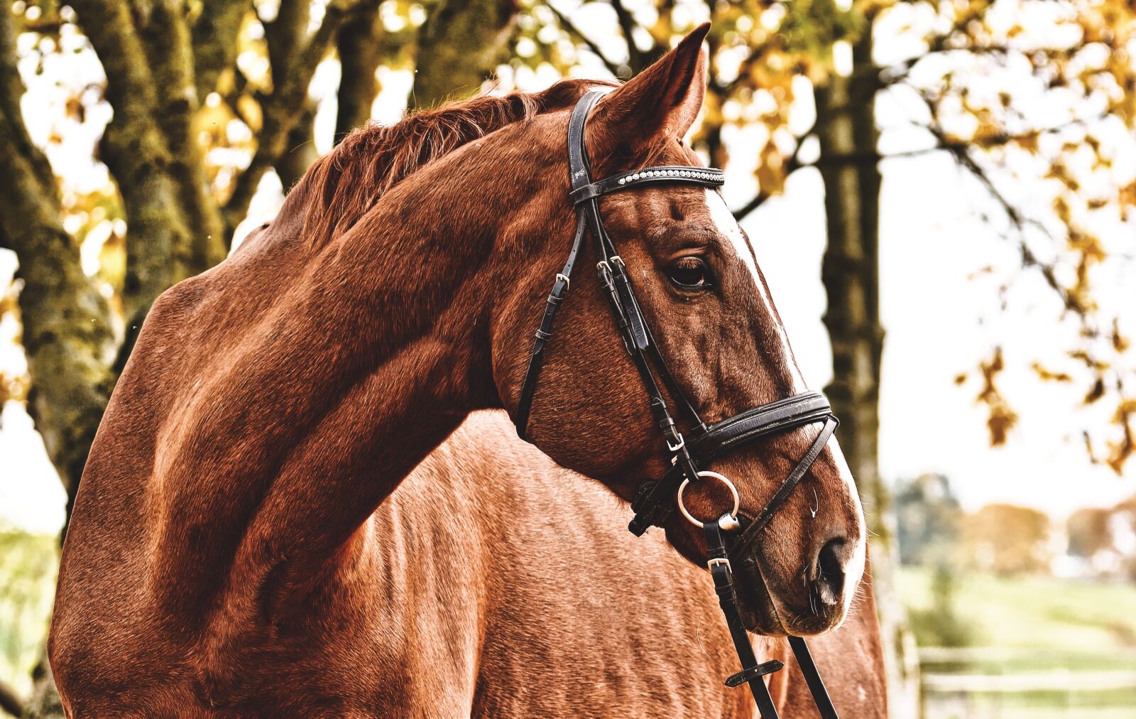 Nikon D3200 sample photo. Horse, brown, animal photography