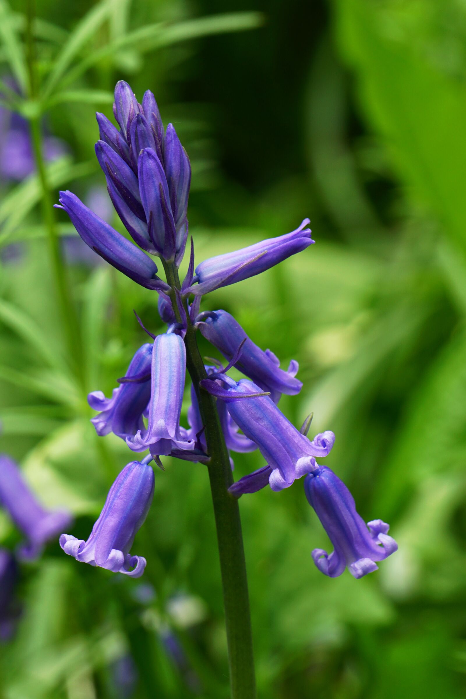 Sony E 55-210mm F4.5-6.3 OSS sample photo. English bluebells, woods, spring photography