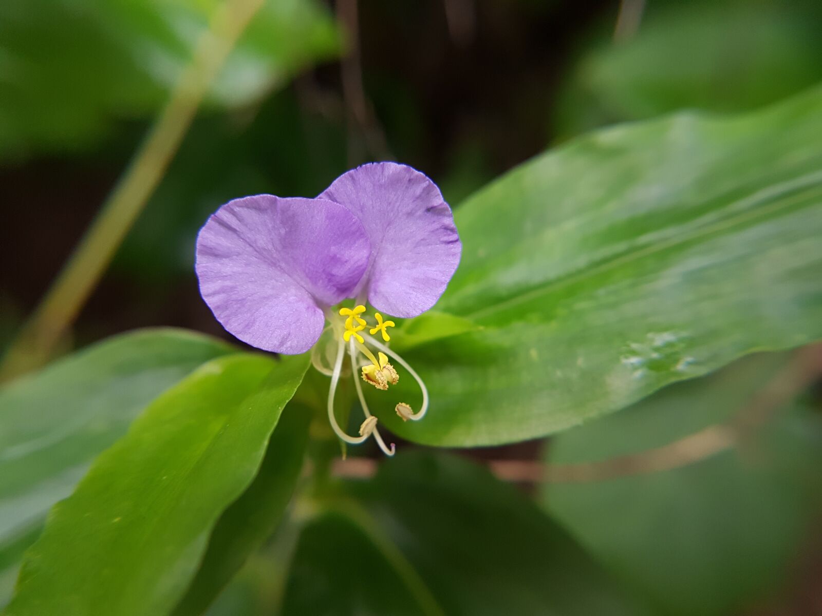Samsung Galaxy S7 Edge sample photo. Purple, flower, wildflower photography