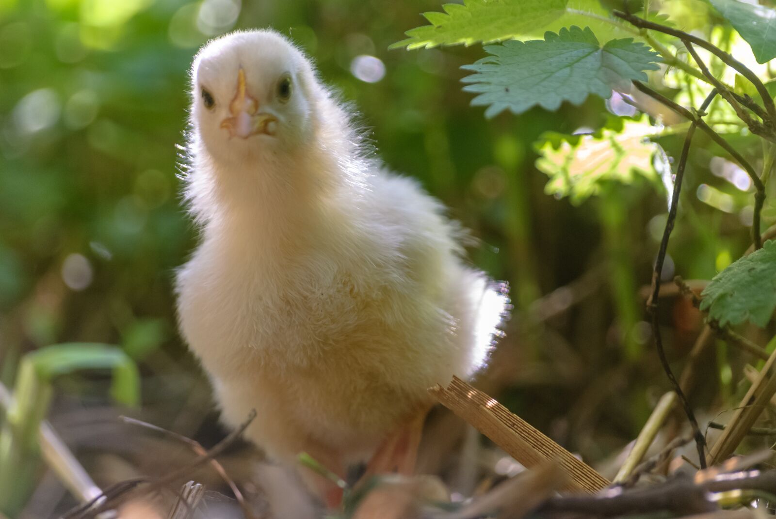 Nikon D80 sample photo. Chick, yellow, animal photography