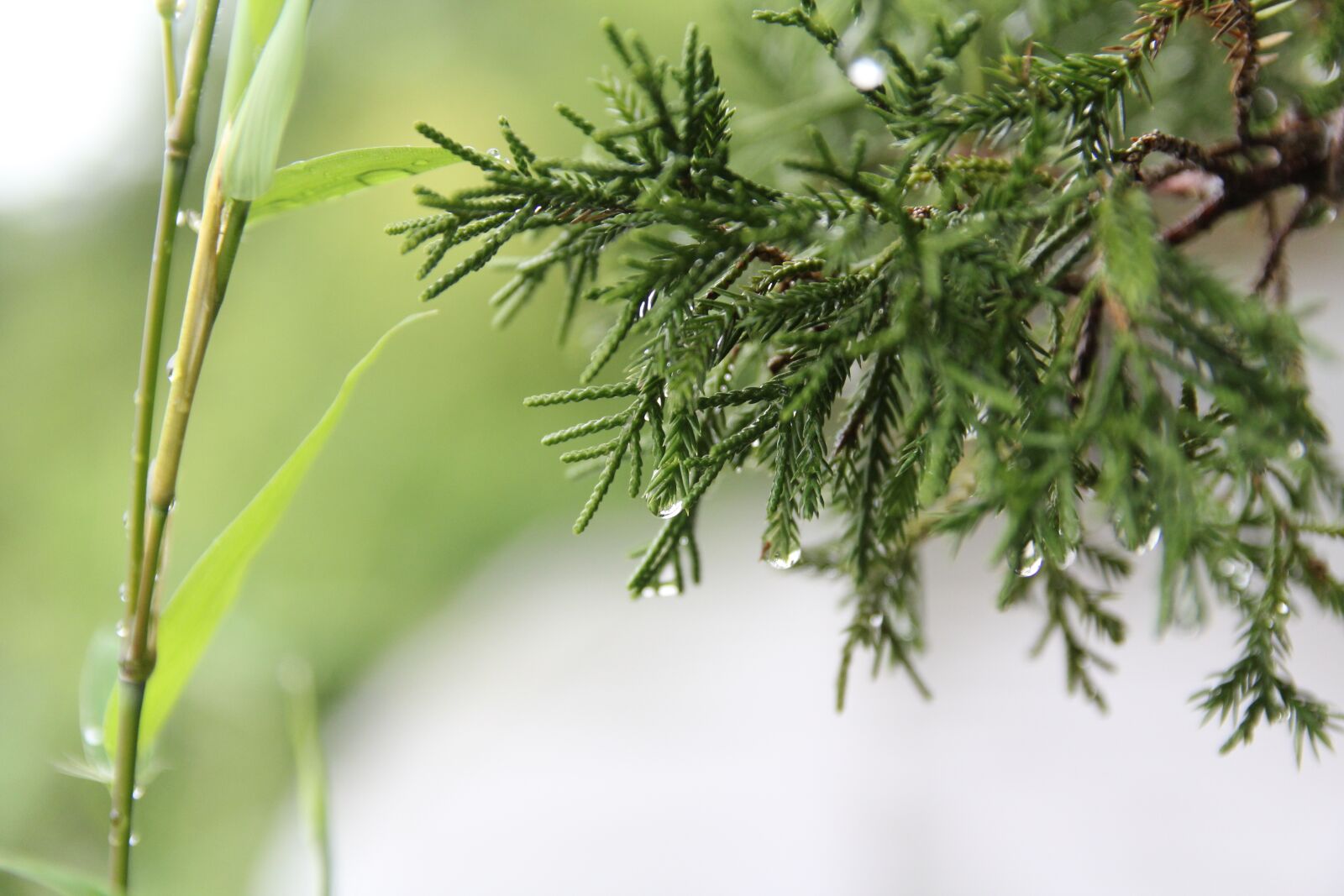 Canon EOS 60D sample photo. Natural, green, leaf photography