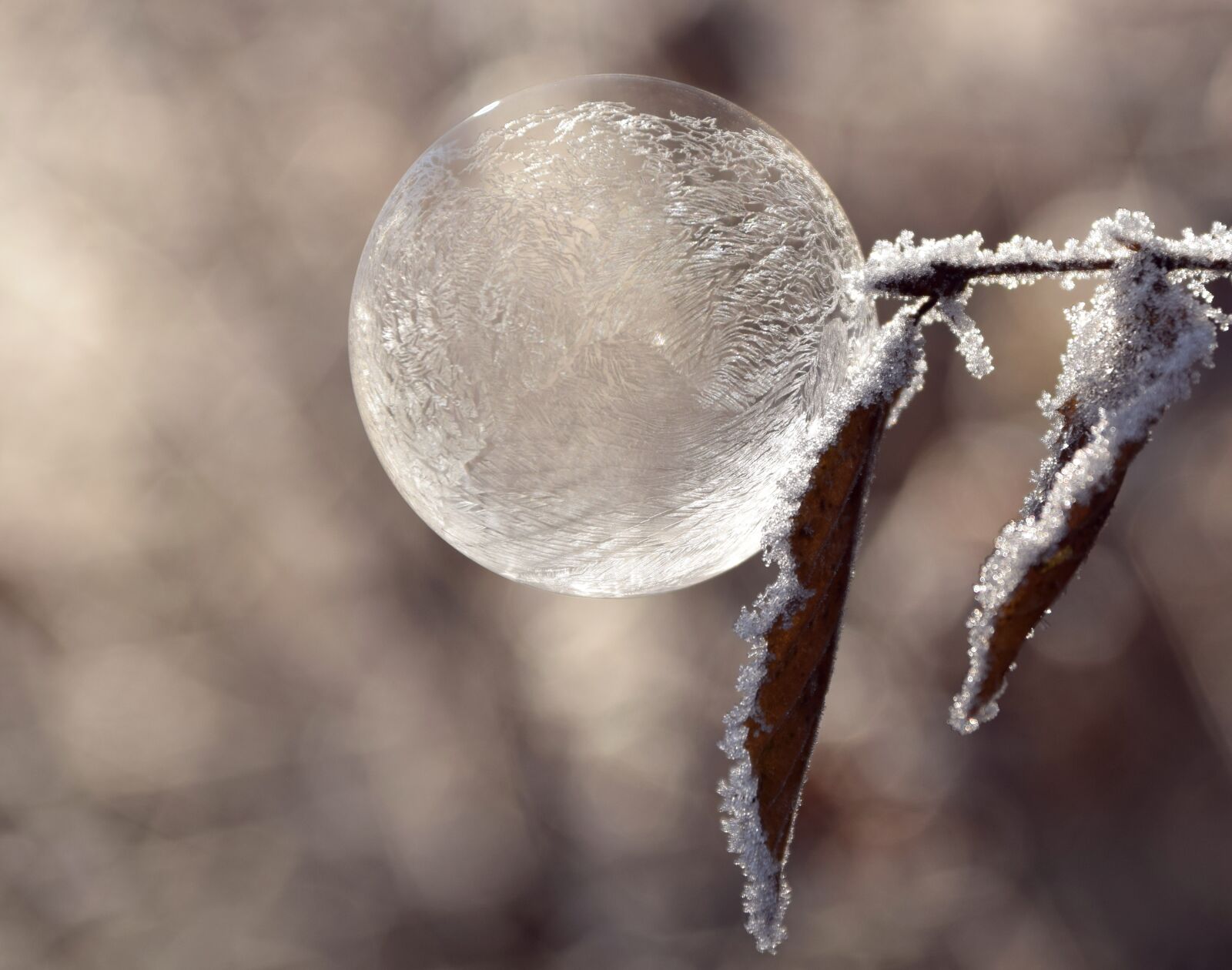 Nikon D3300 sample photo. Bubble, soap bubble, balls photography