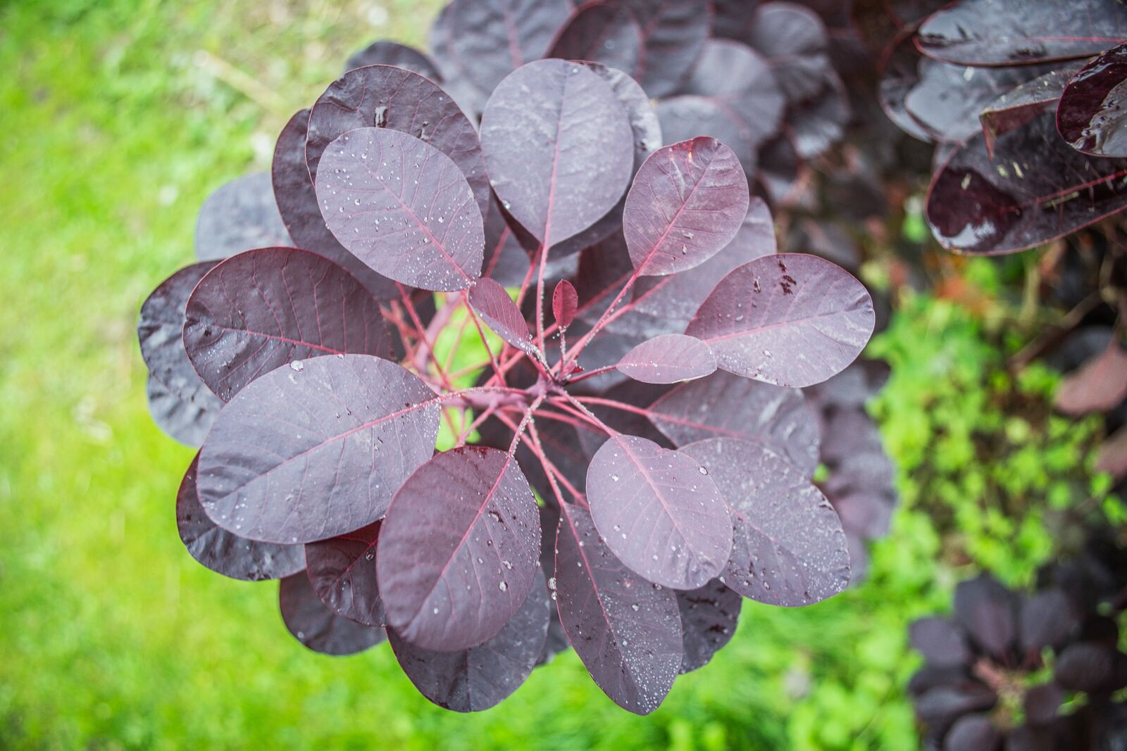 Nikon D3100 sample photo. Foliage, color, colorful photography