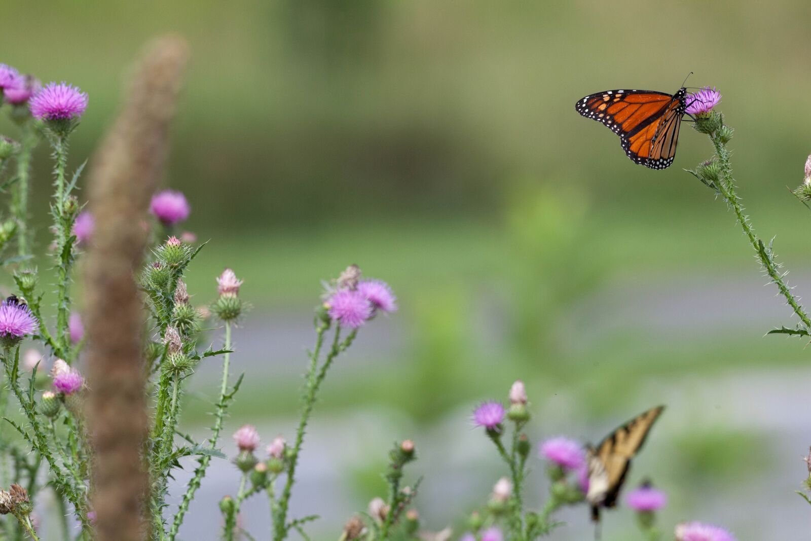 Canon EOS 5D Mark II sample photo. Monarch butterfly, thistle, plant photography