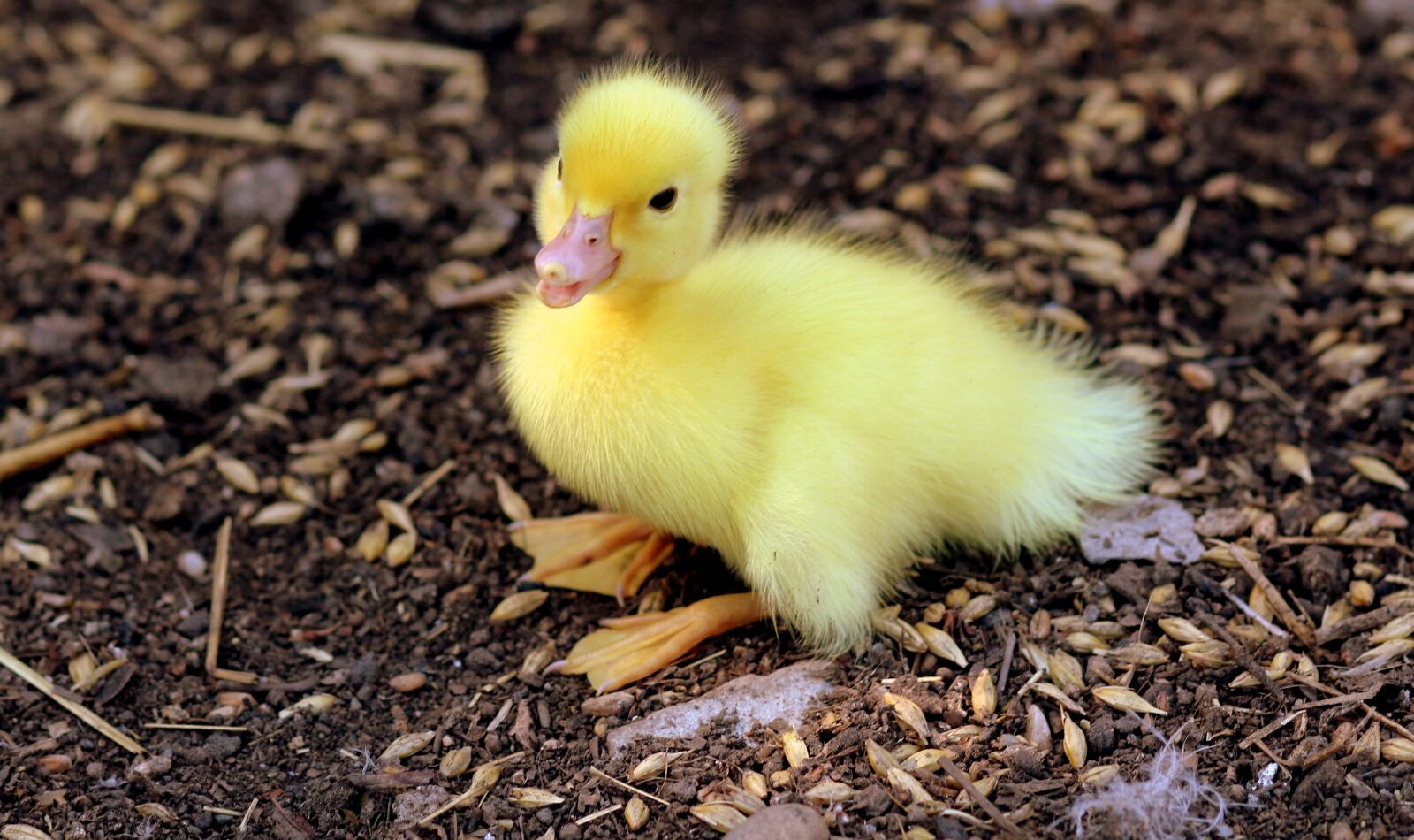 Canon EOS 700D (EOS Rebel T5i / EOS Kiss X7i) + Canon EF 85mm F1.8 USM sample photo. Duckling, birds, yellow photography