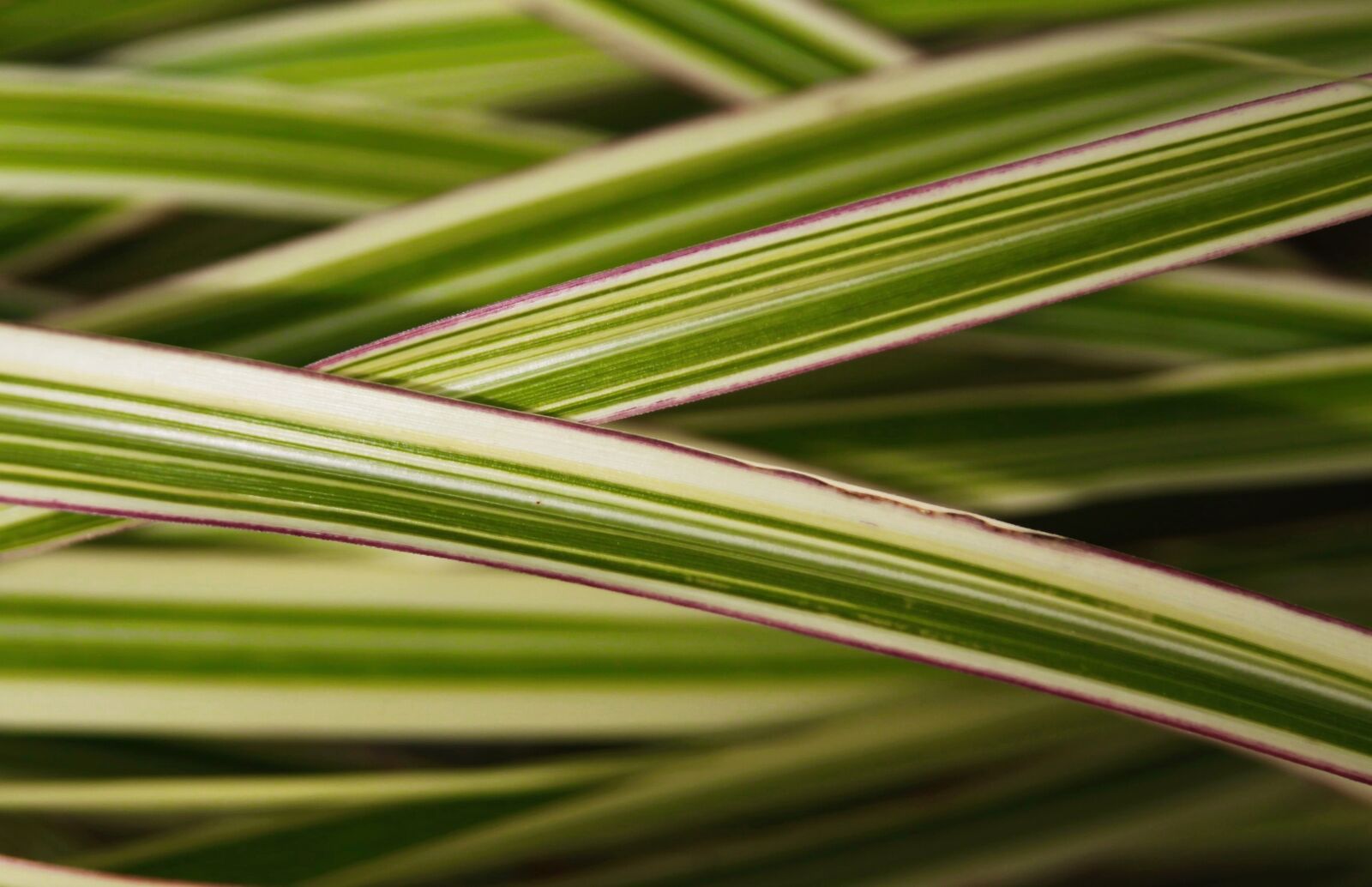 Canon EOS 50D sample photo. Grass, striped, multi colored photography