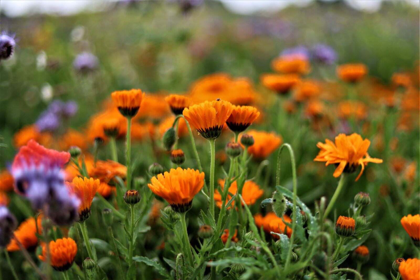Canon EOS RP sample photo. Blühwiese, summer, wildflowers photography