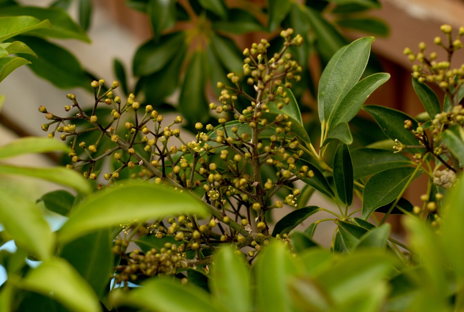Nikon D200 sample photo. Flowers, schefflera arboricola, šeflera photography