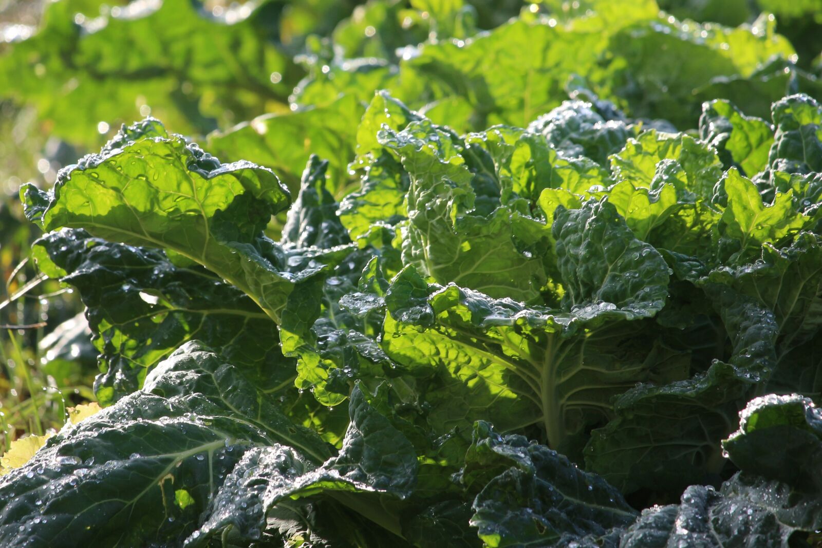 Canon EF-S 55-250mm F4-5.6 IS STM sample photo. Collard greens, leafy greens photography