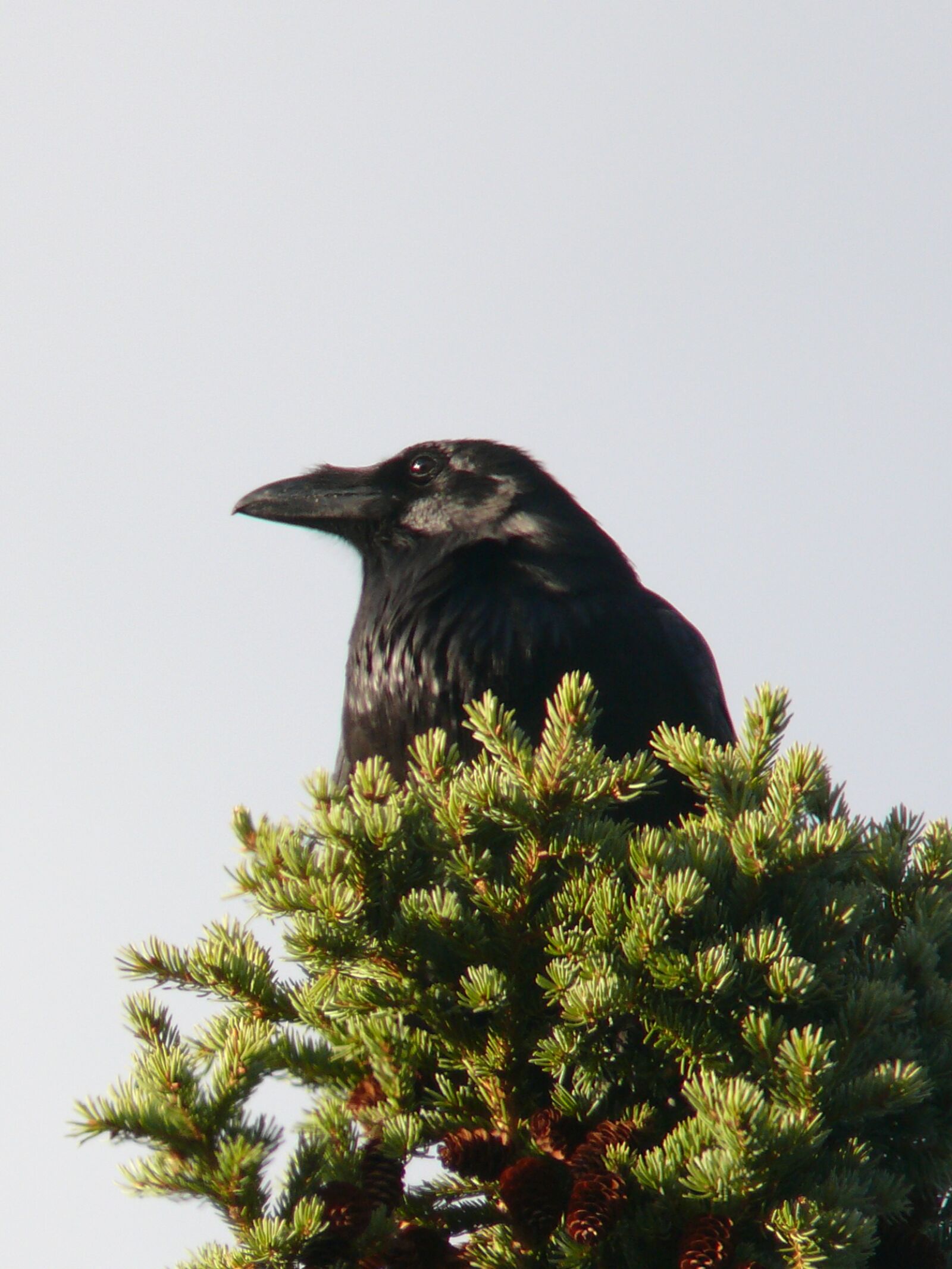 Panasonic DMC-FZ50 sample photo. Raven, bird, crow photography