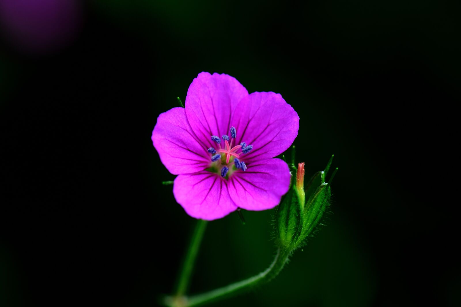 Nikon D800 sample photo. Autumnal, plant, thunberg's geranium photography