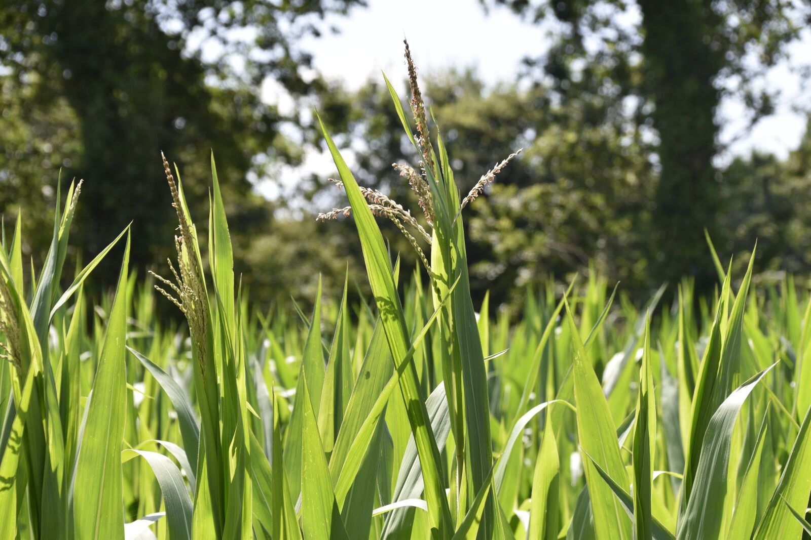 Nikon D5600 sample photo. Corn, flower of corn photography
