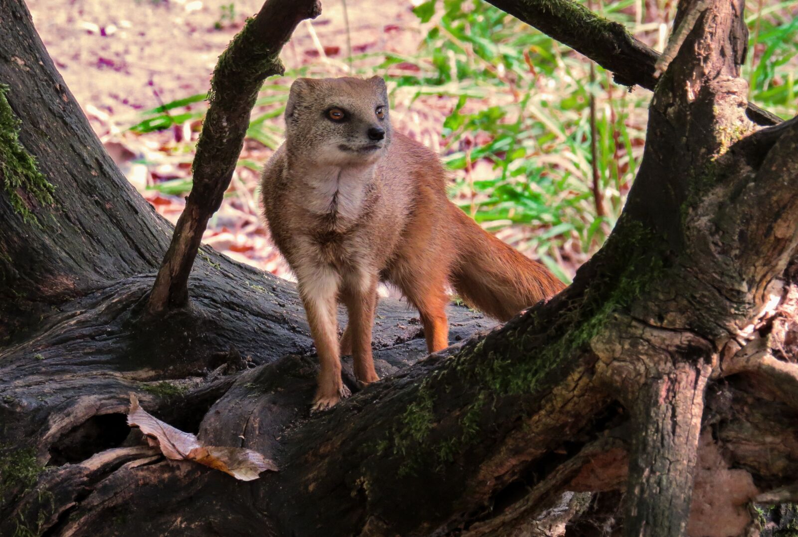 Canon PowerShot SX50 HS sample photo. Animal, fuchsmanguste, curious photography