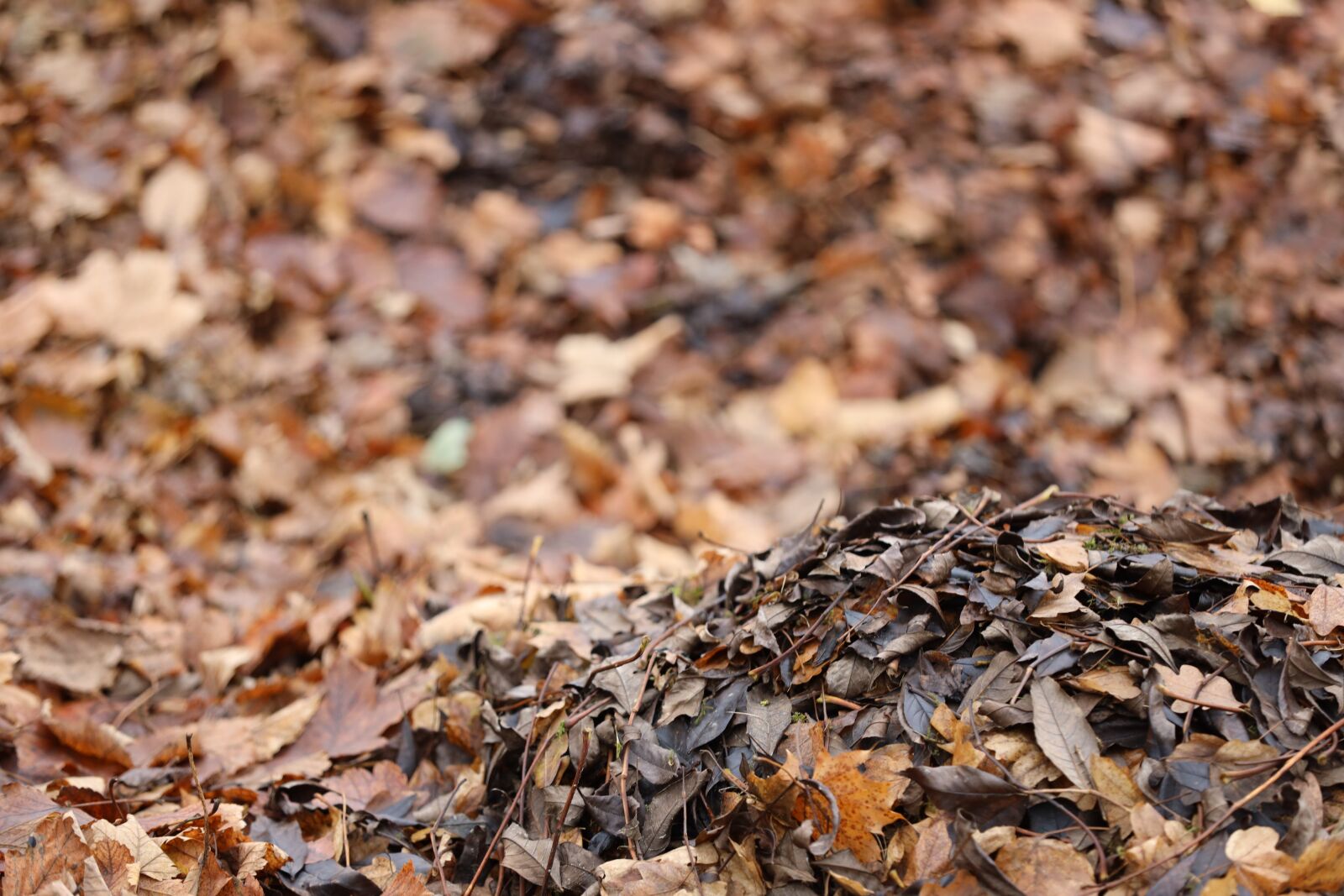 Canon EOS R sample photo. Leaves, fall leaves, autumn photography