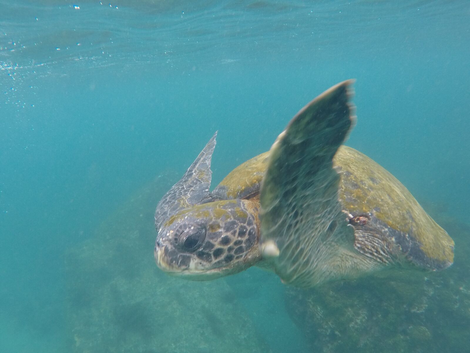 GoPro Hero5 Black sample photo. Turtle, marina, water photography
